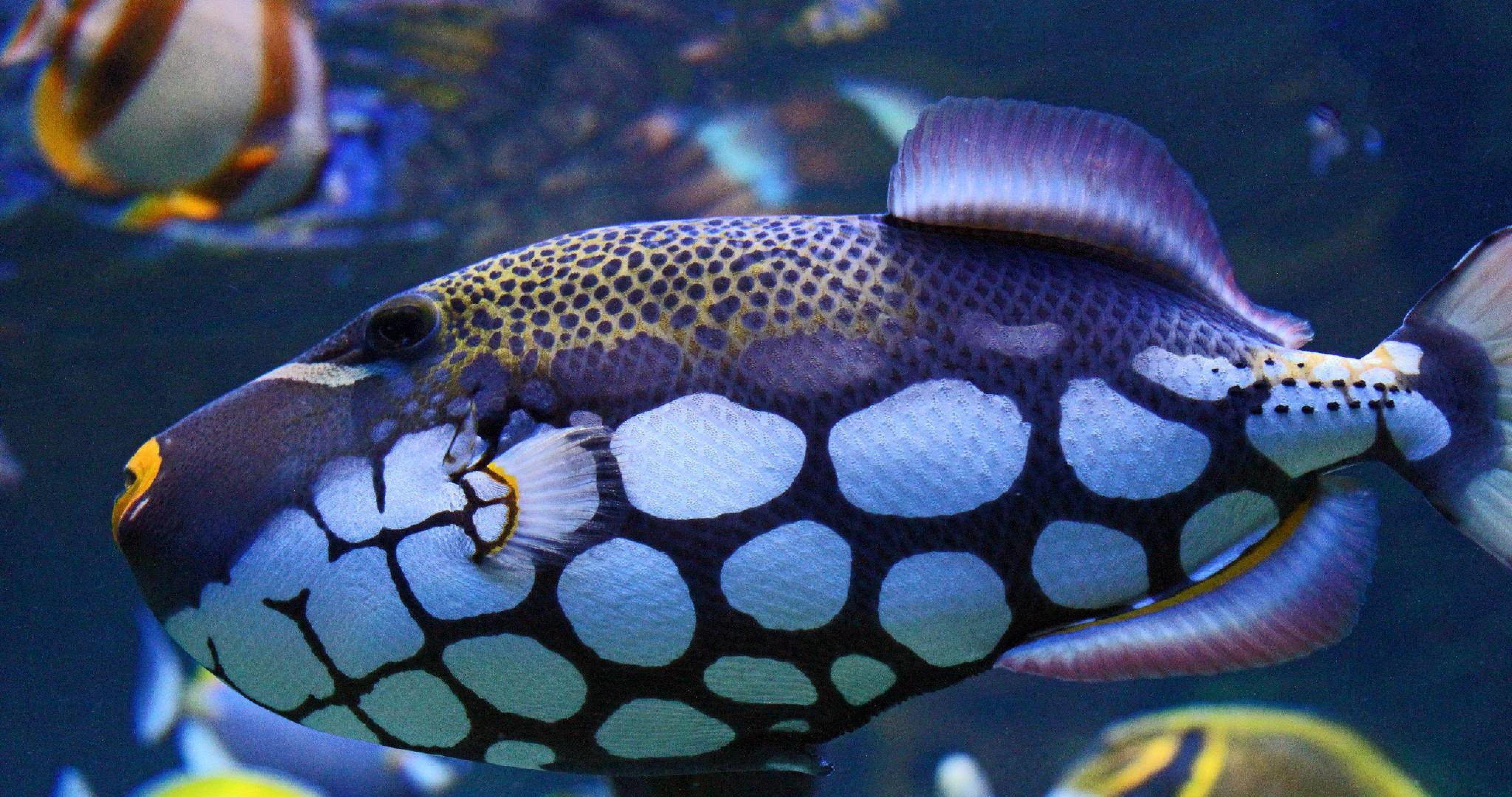 К чему снится красивая рыба. Рыбка Королевский спинорог. Королевский спинорог желтый. Пятнистый спинорог рыба. Аквариумная рыбка Мандаринка.