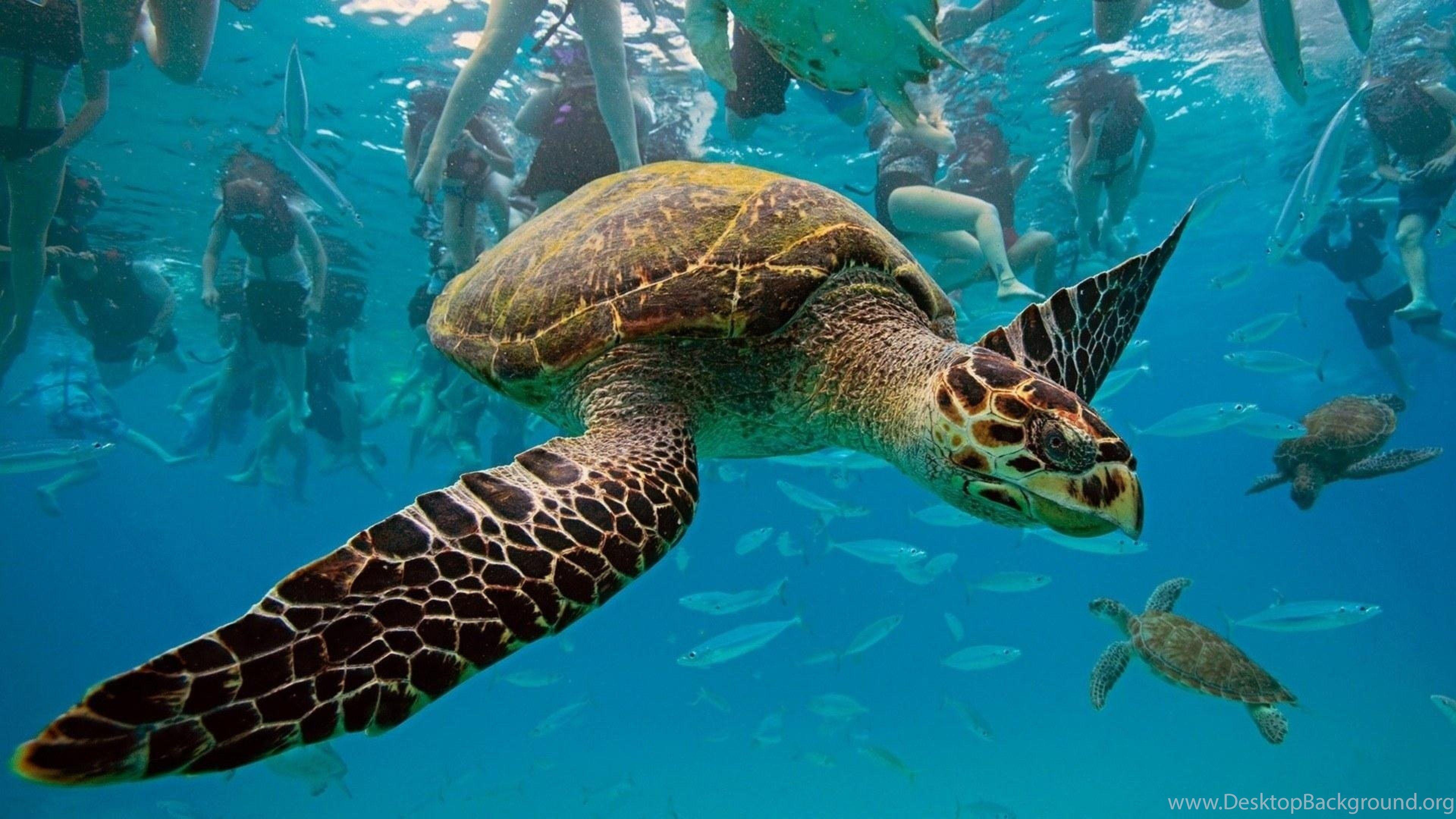 3840x2160 4K Ultra HD Underwater Wallpaper HD, Desktop Background 3840x2160