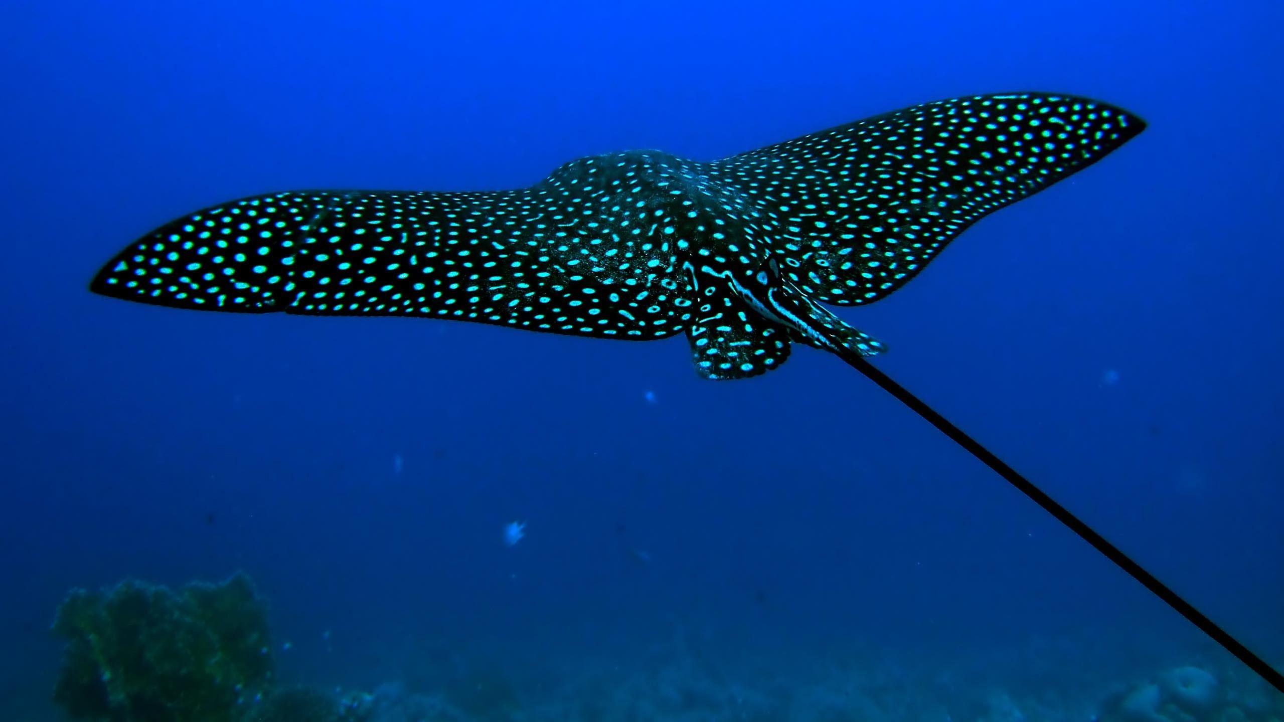 2560x1440 Skate fish