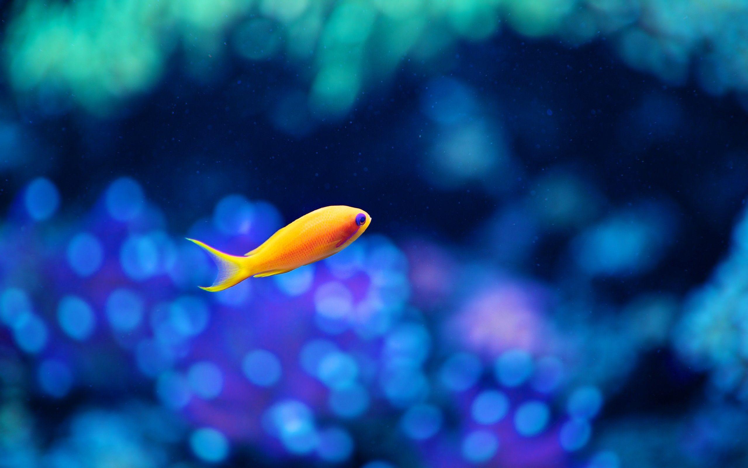 2560x1600 Underwater World PC Background ( HAO)