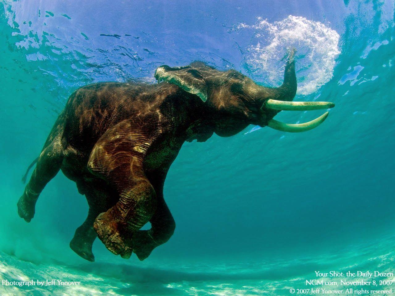 1280x960 Free Cute Underwater Image on your Android