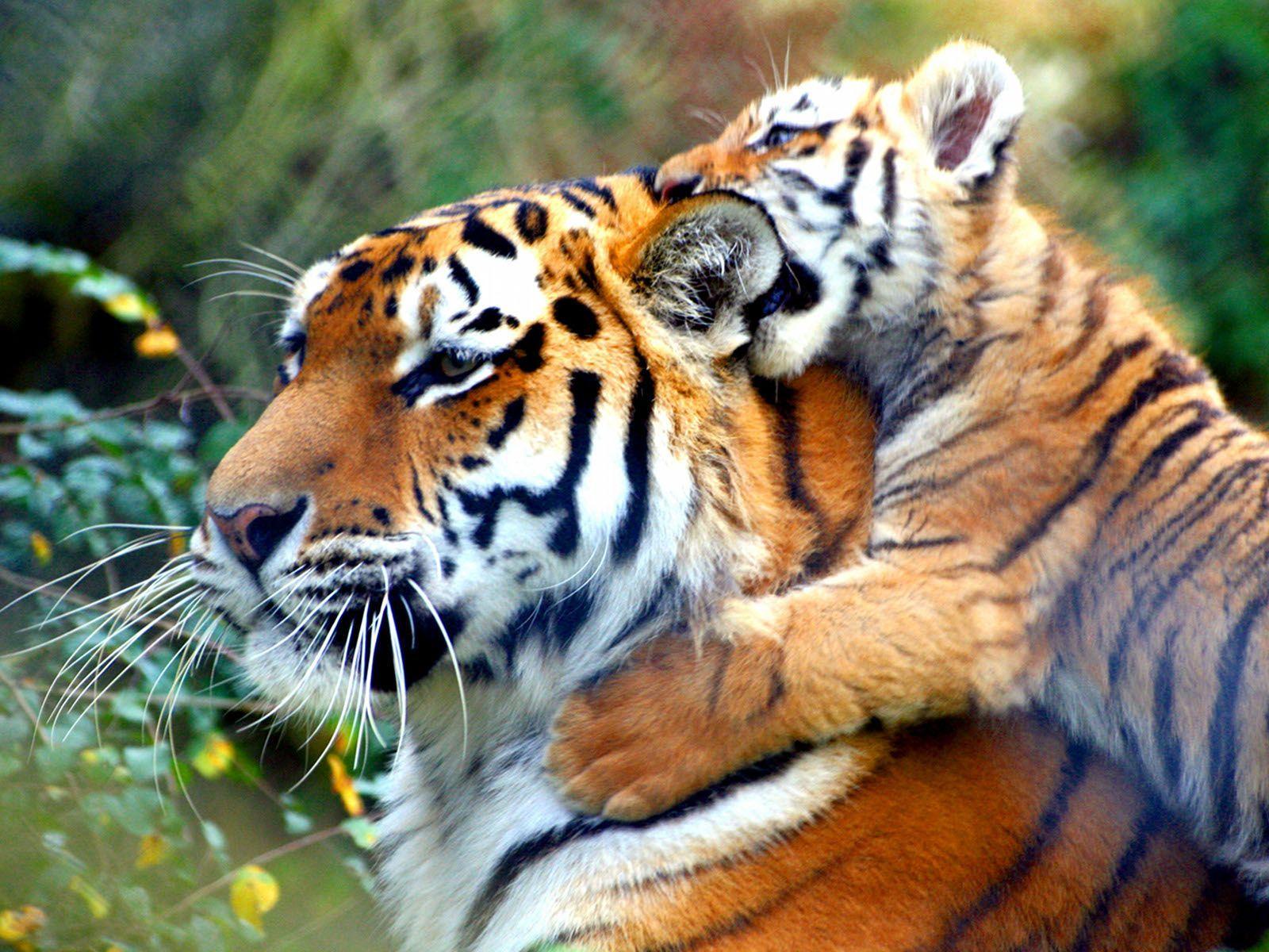 1600x1200 Hình nền con hổ dễ thương Hình nền HD Pinterest Hình ảnh con hổ