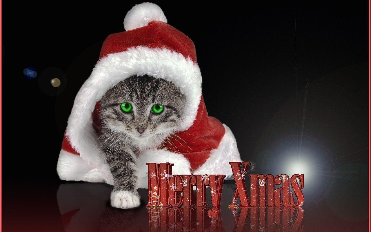 1280x800 Christmas Kitten Wallpaper