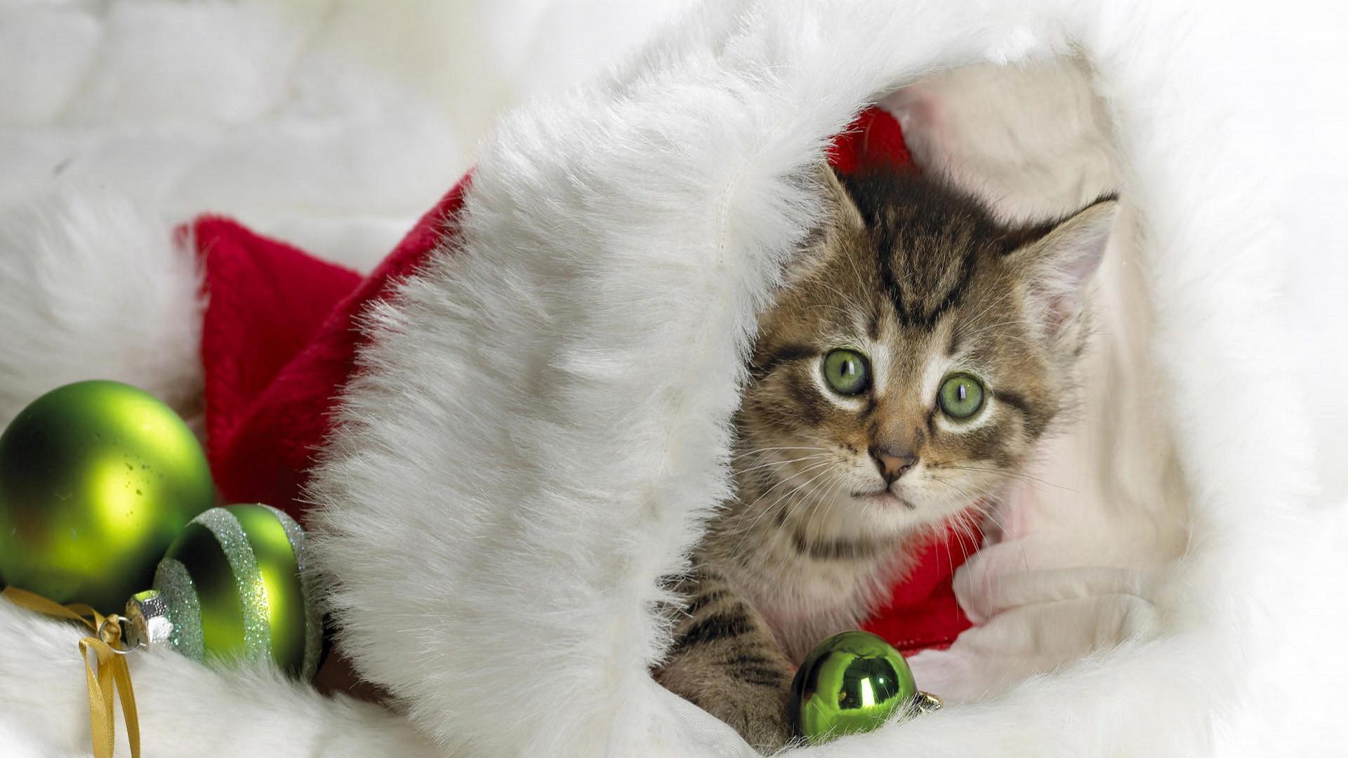 1920x1080 Christmas Cat Wallpaper background picture