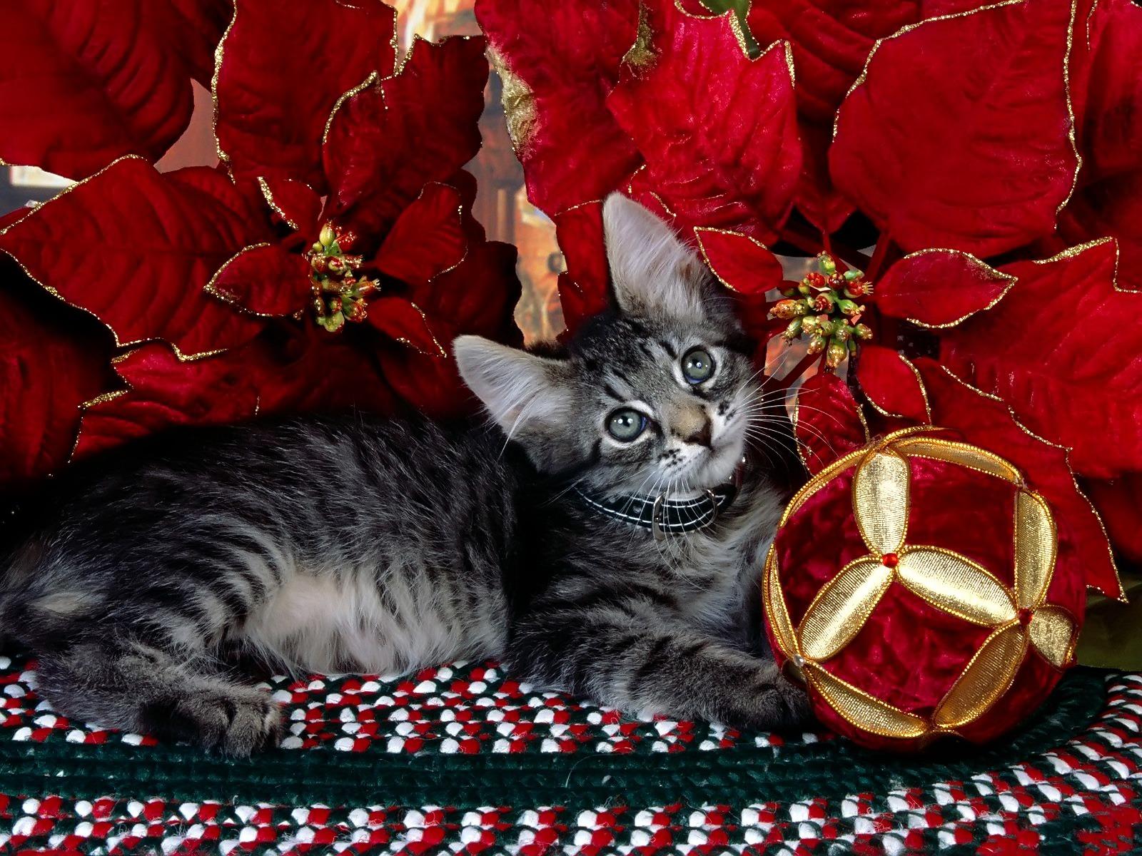 1600x1200 Kitty Christmas Wallpaper Christmas Holidays Wallpaper in jpg format for free download