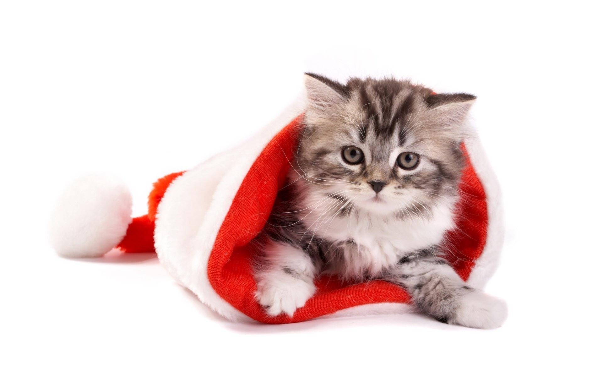 1920x1200 Christmas Kitty wallpaper. Christmas Kitty