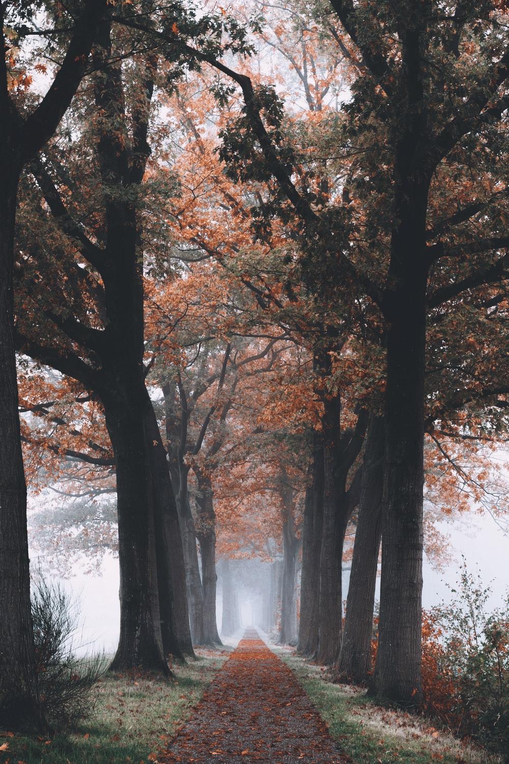 1000x1499 tree branch and trees painting photo
