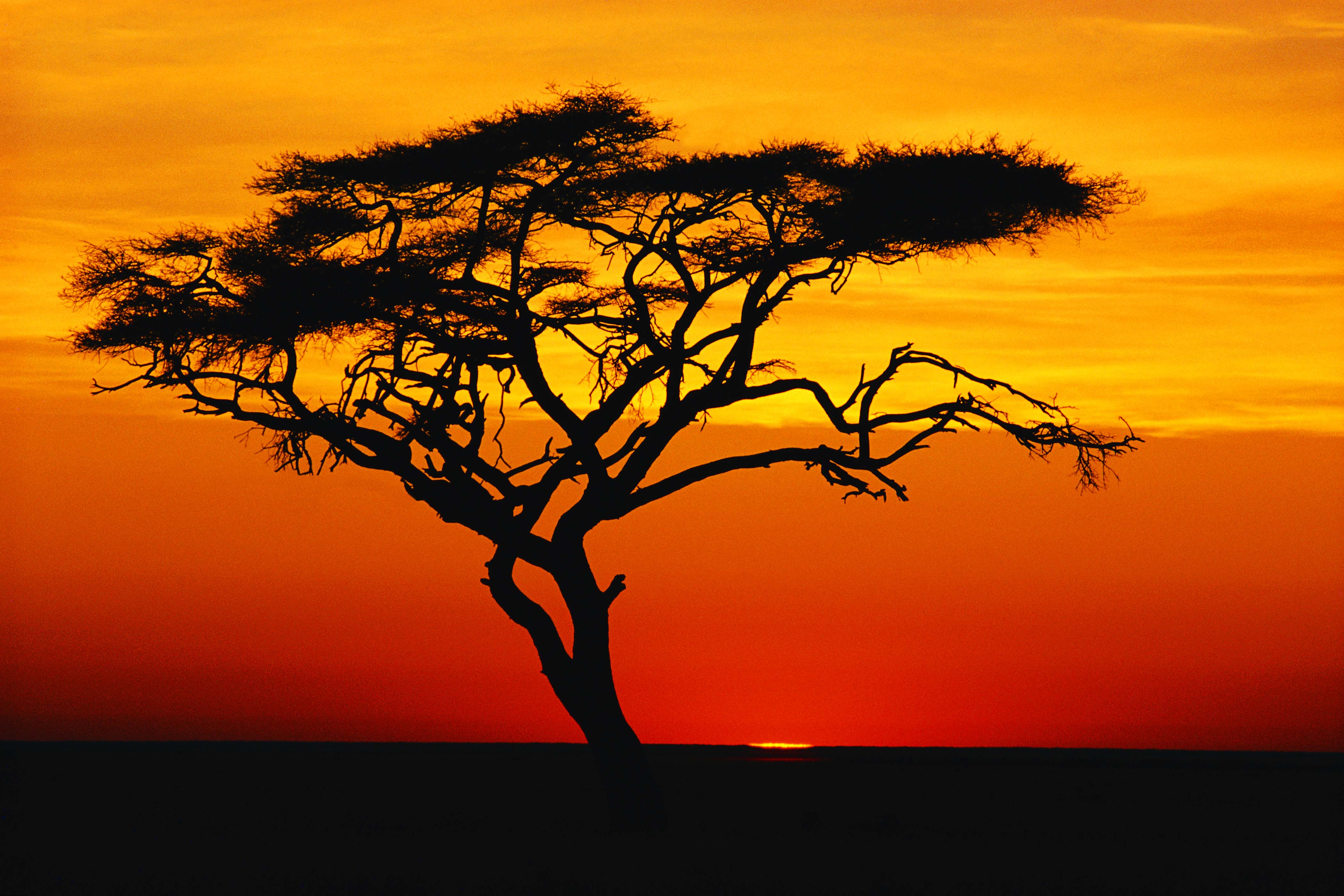 4200x2800 Sunset Wallpaper With Tree Painting HD Wallpaper