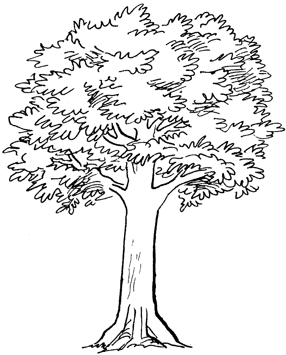 945x1175 Free Simple Tree Drawings, Download Free Simple Tree Drawings png image, Free ClipArts on Clipart Library
