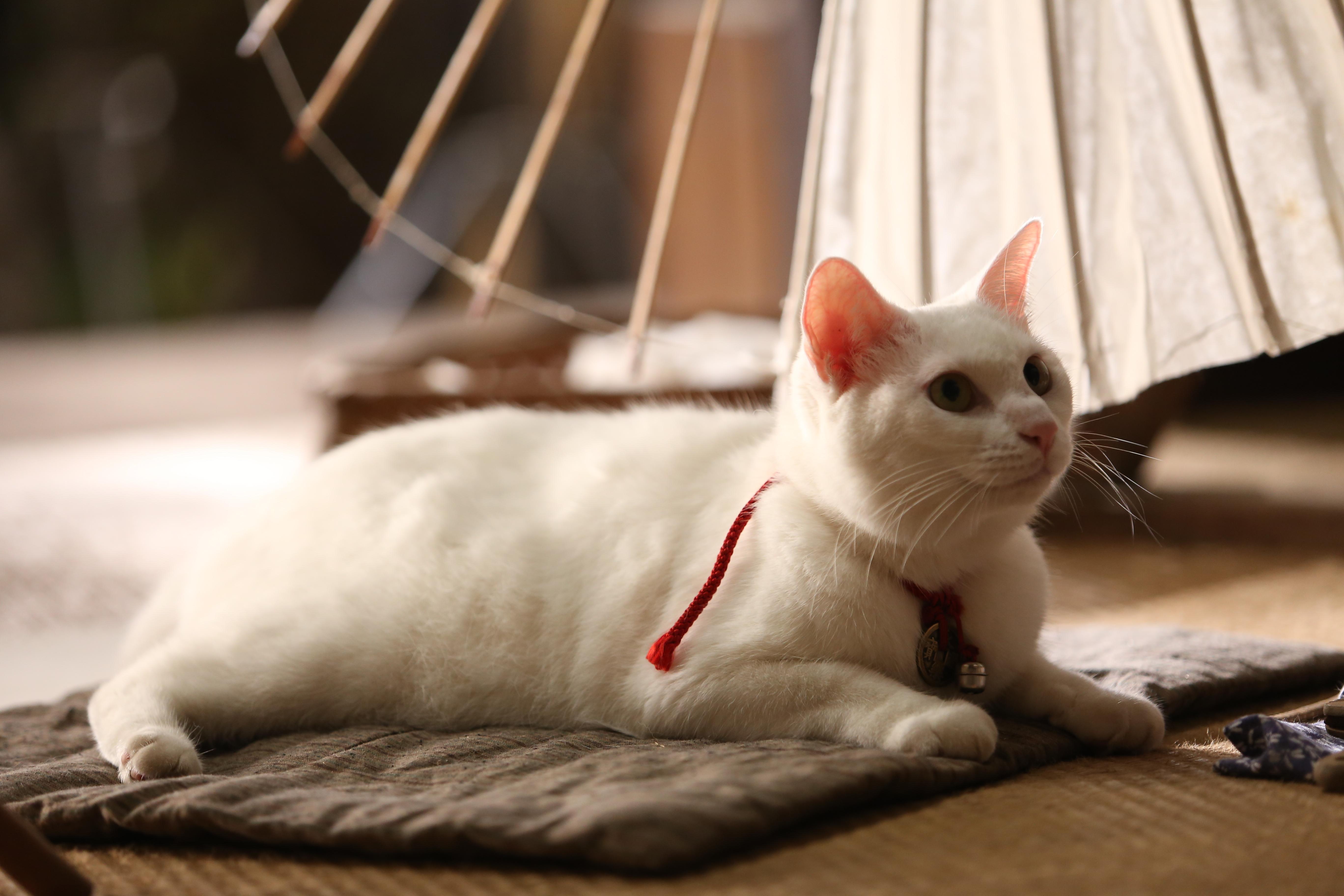 5472x3648 Neko Samurai the TV Drama: Season 1｜SALES｜NIKKATSU CORPORATION