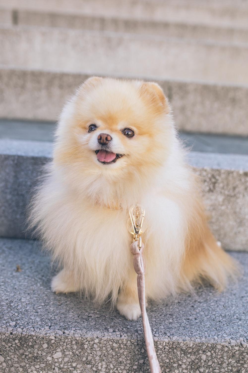 1000x1500 Pomeranian Picture [HD]. Download Free Image