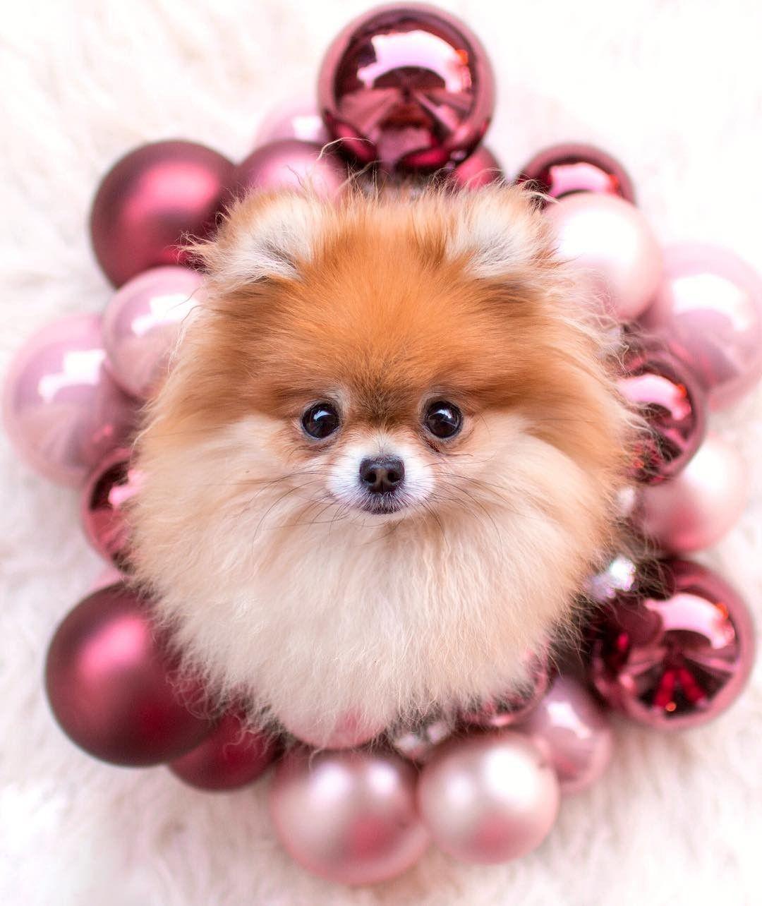 1080x1284 Cute Pomeranian