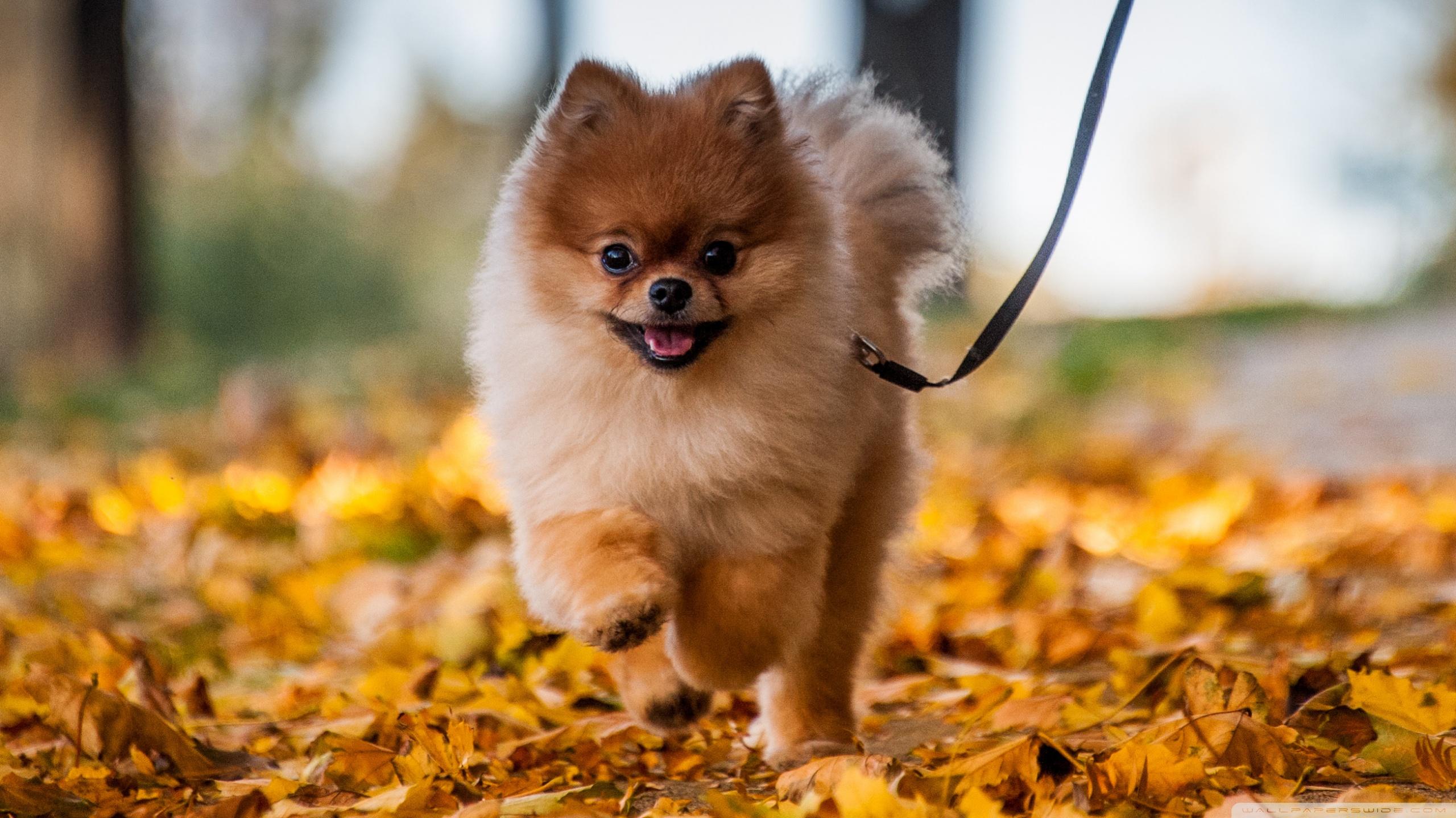 2560x1440 Cute Pomeranian HD Wallpaper