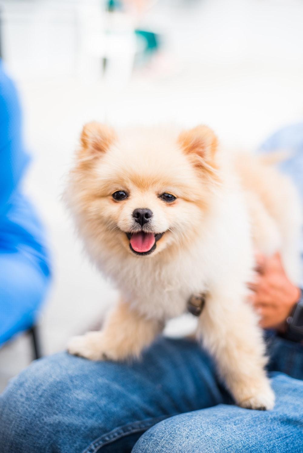 1000x1498 Pomeranian Picture [HD]. Download Free Image