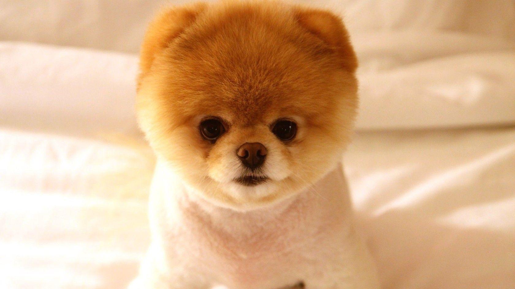 1680x945 Pomeranian Puppy Wallpaper