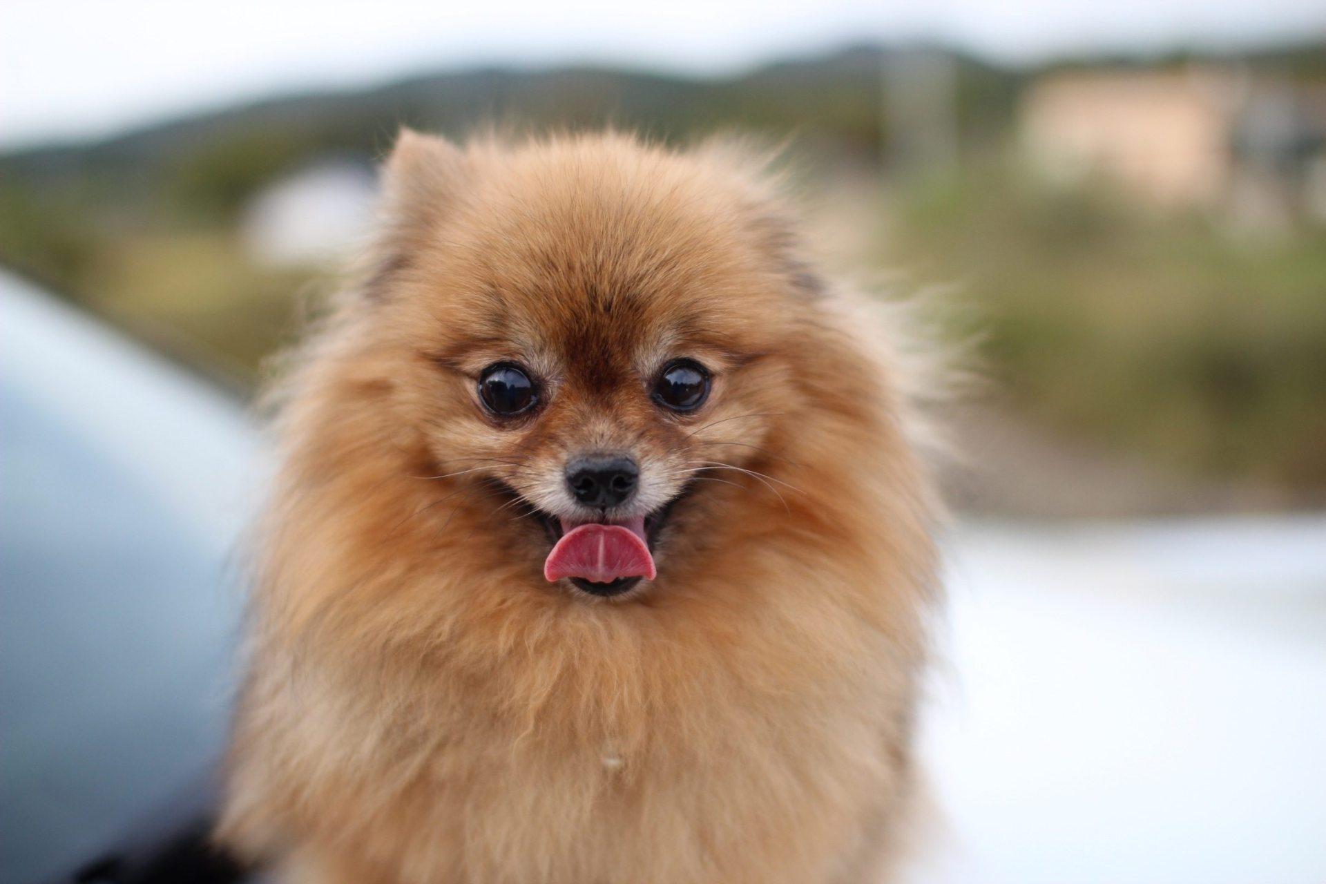 1920x1280 Pomeranian Wallpaper