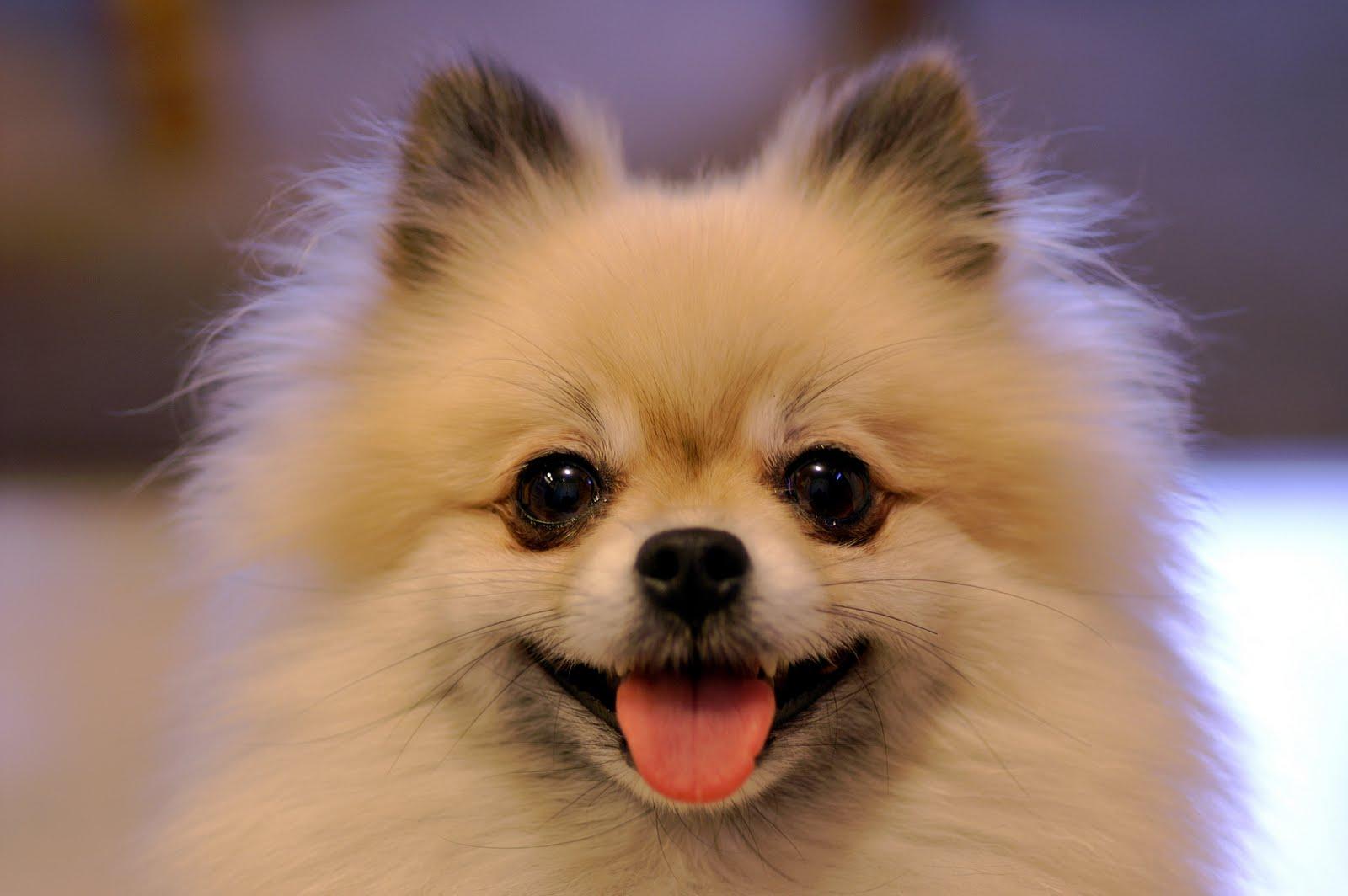 1600x1064 Pomeranian Dog Wallpaper Cute and Docile