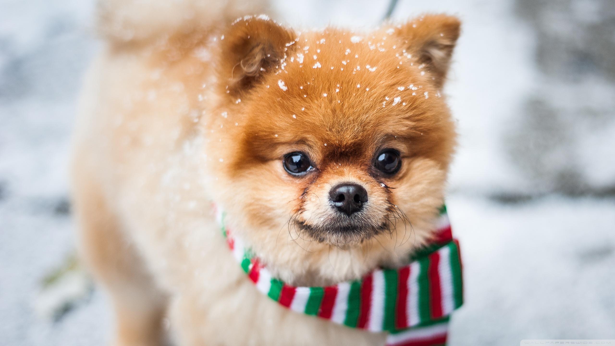 2560x1440 Pomeranian Wallpaper HD HD Wallpaper