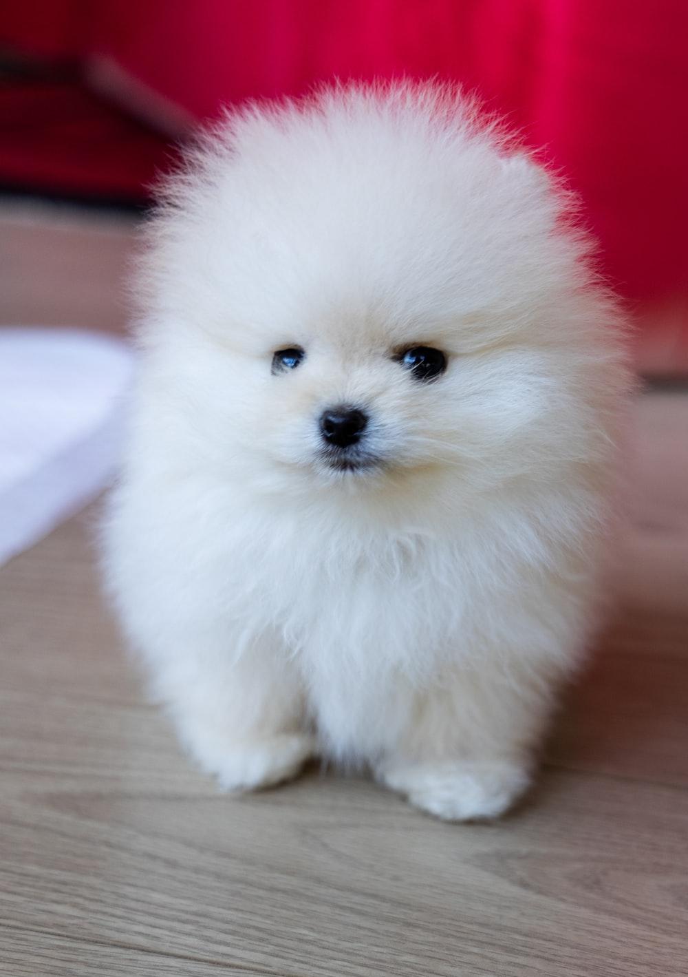 1000x1419 Pomeranian Picture [HD]. Download Free Image