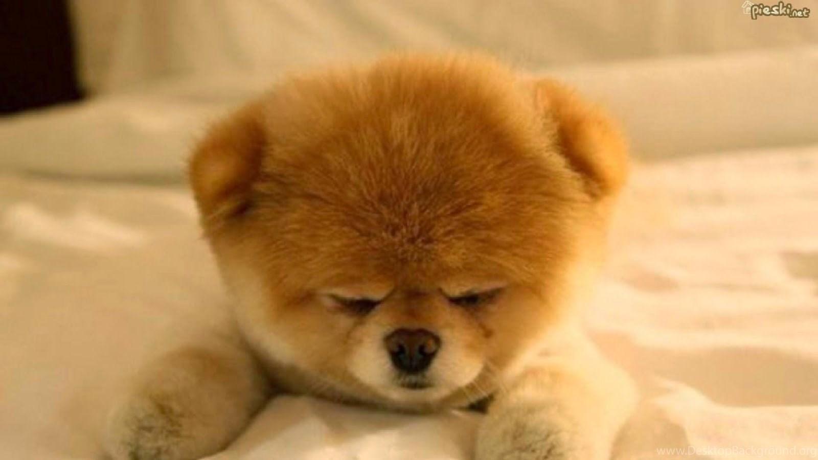 1600x900 Cute Pomeranian Puppies Wallpaper Image Desktop Background
