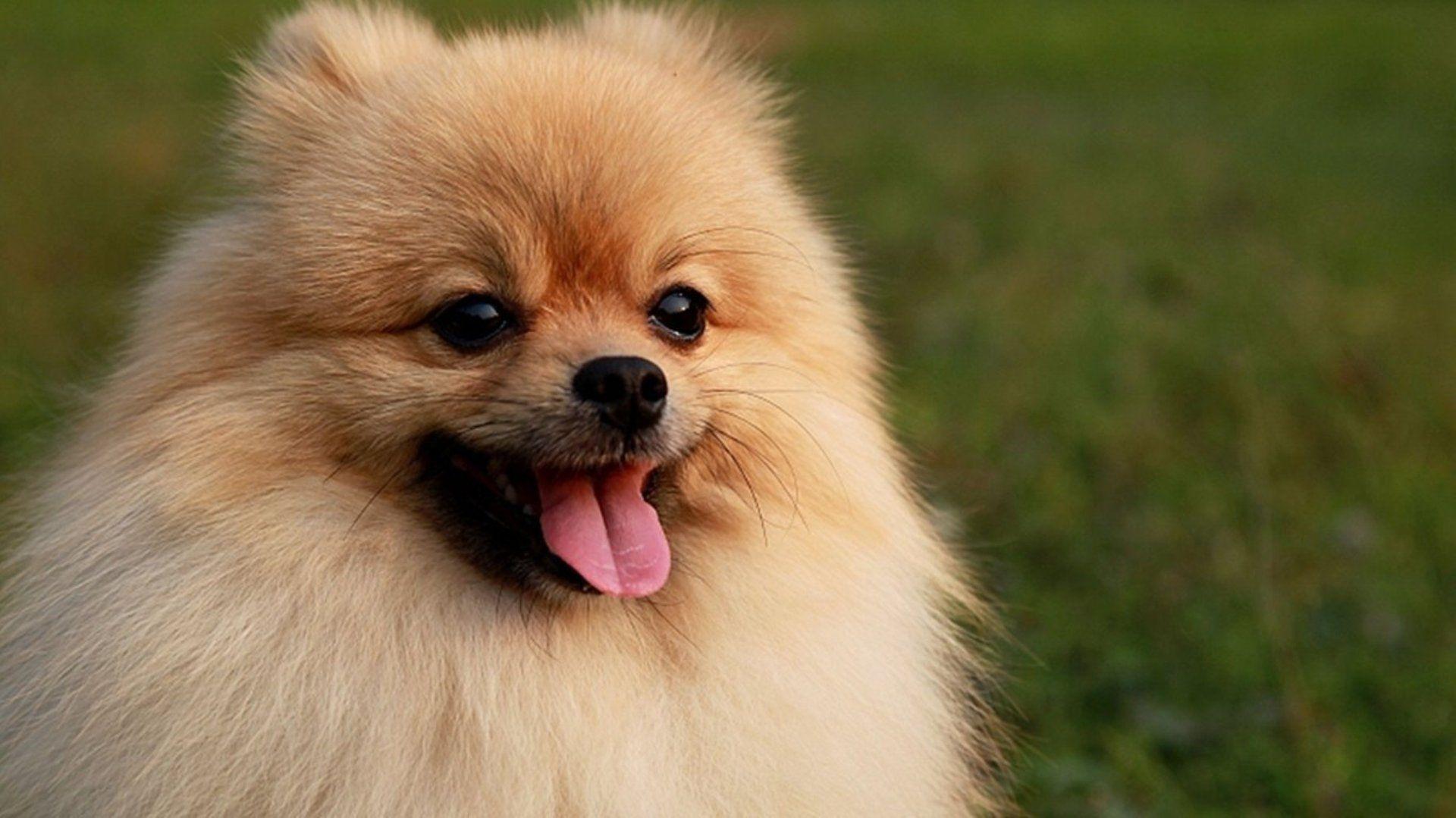 1920x1079 Pomeranian puppy wallpaper
