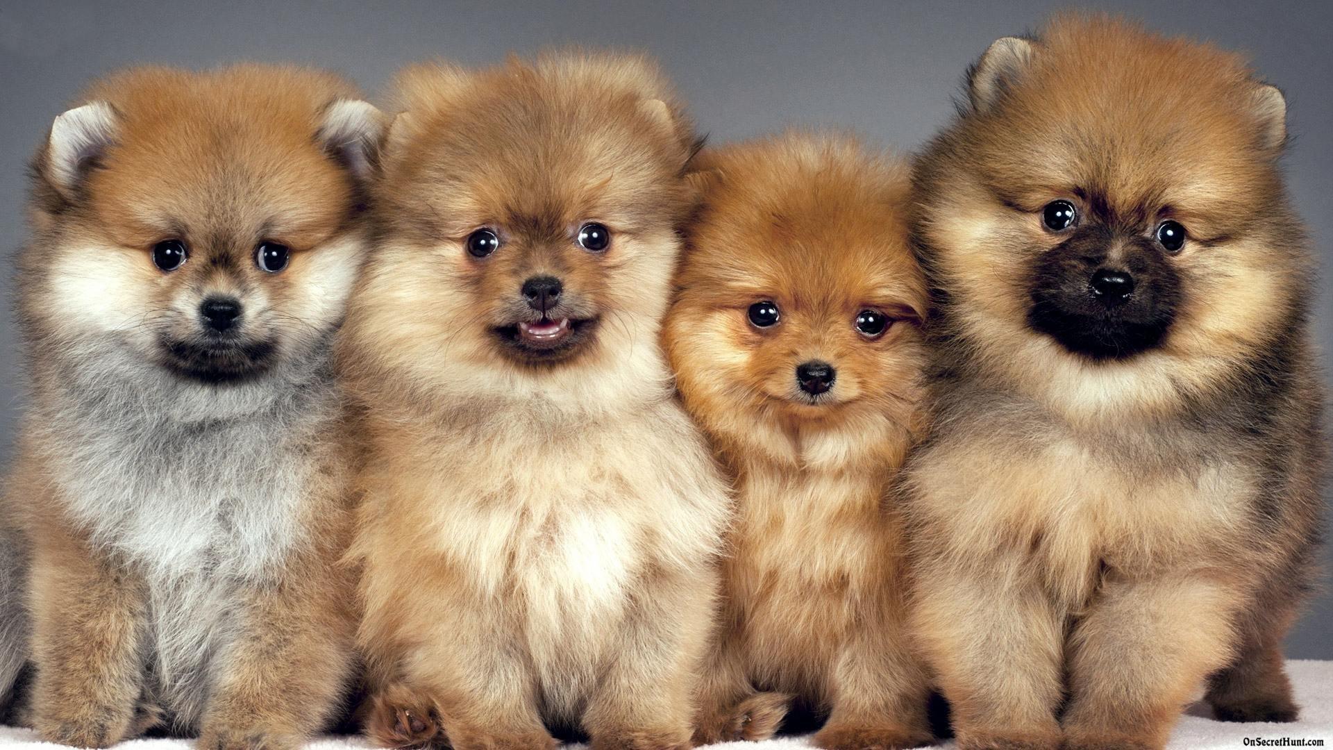 1920x1080 pomeranian, Dog, Dogs Wallpaper HD / Desktop and Mobile Background