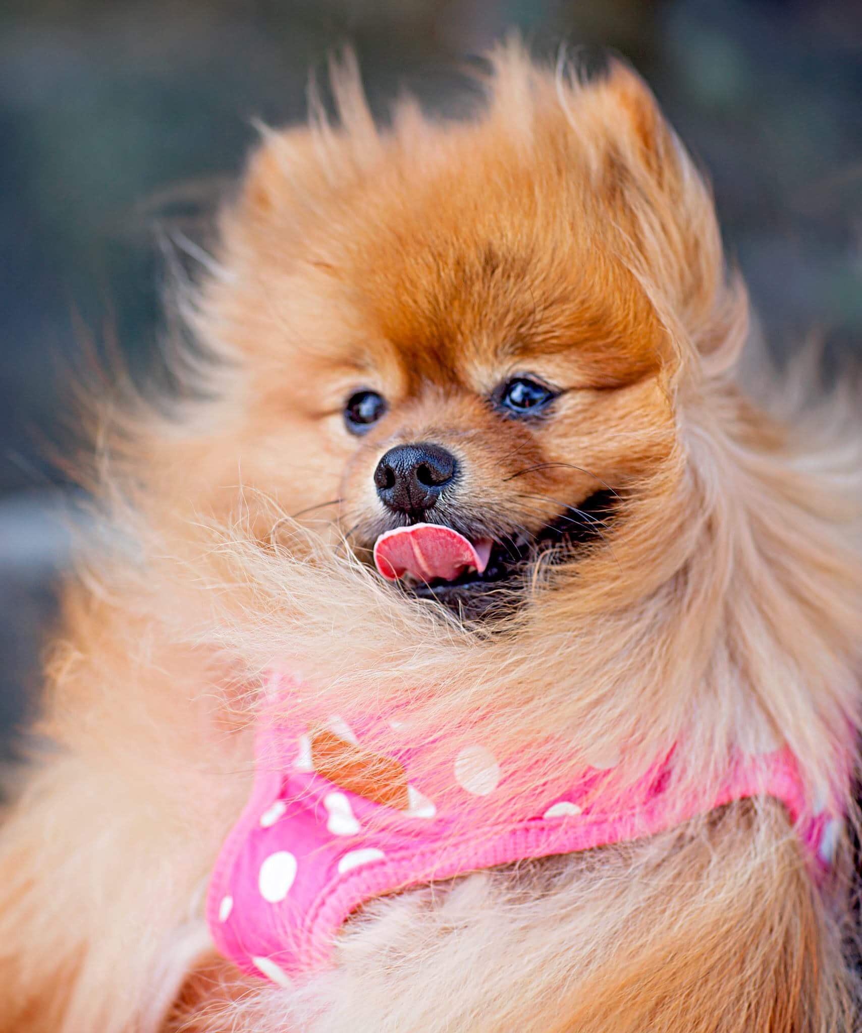 1708x2048 Adult Tan Pomeranian · Free