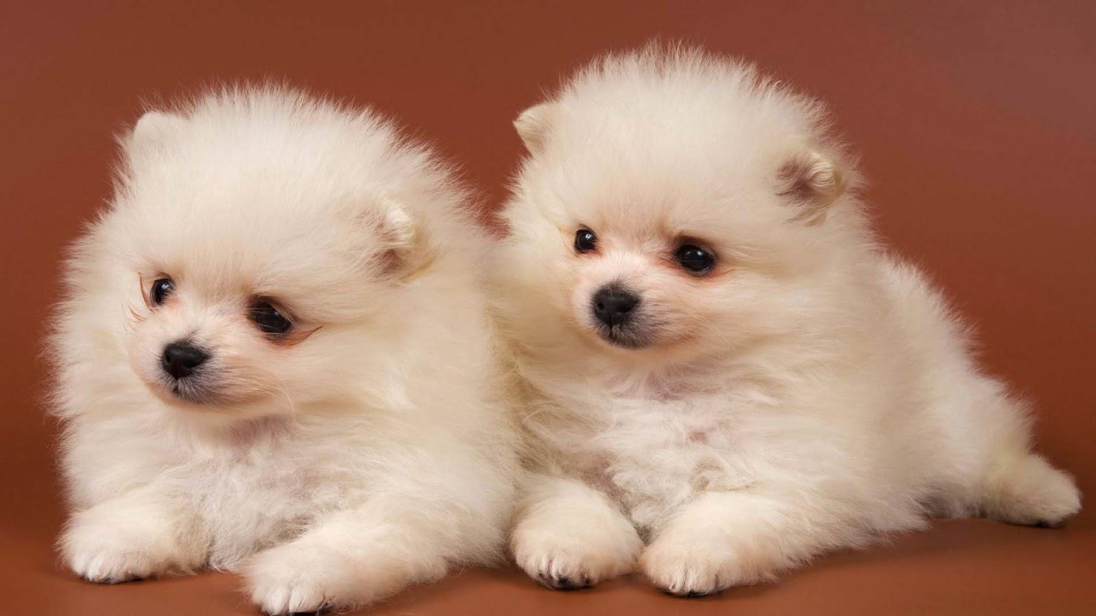1600x900 Free Pomeranian Wallpaper Download