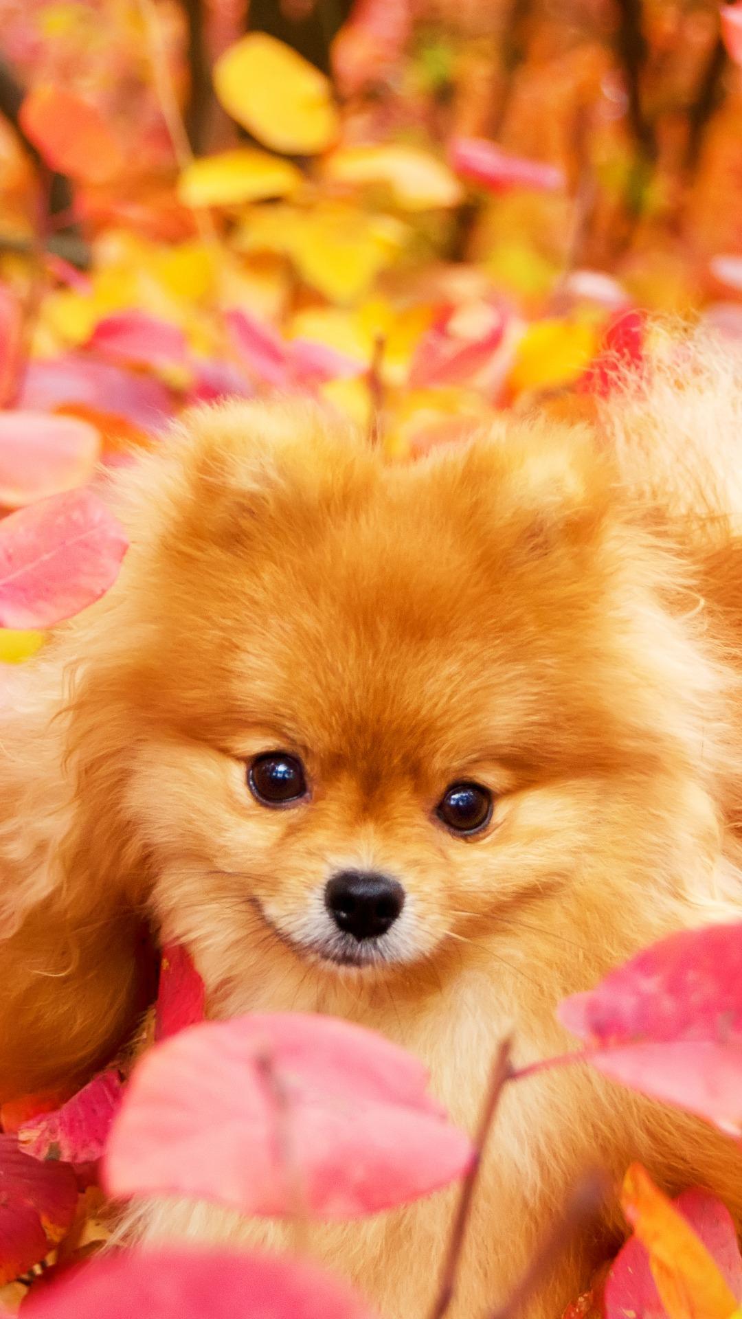 1080x1920 Pomeranian Wallpaper
