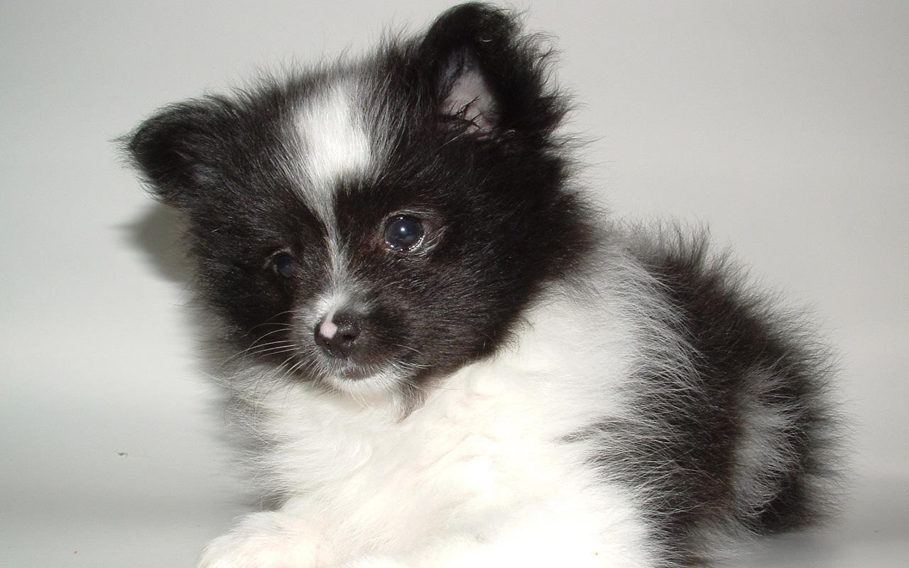 1280x800 Pomeranian Puppy