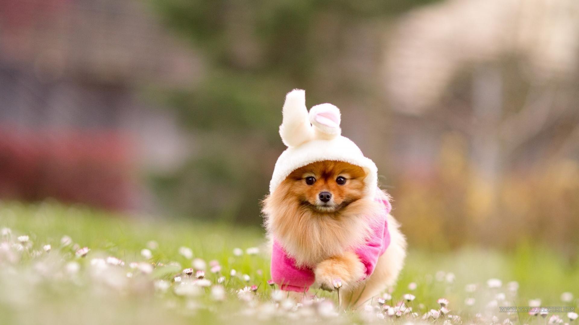 1920x1080 POMERANIAN dog dogs wallpaperx1080