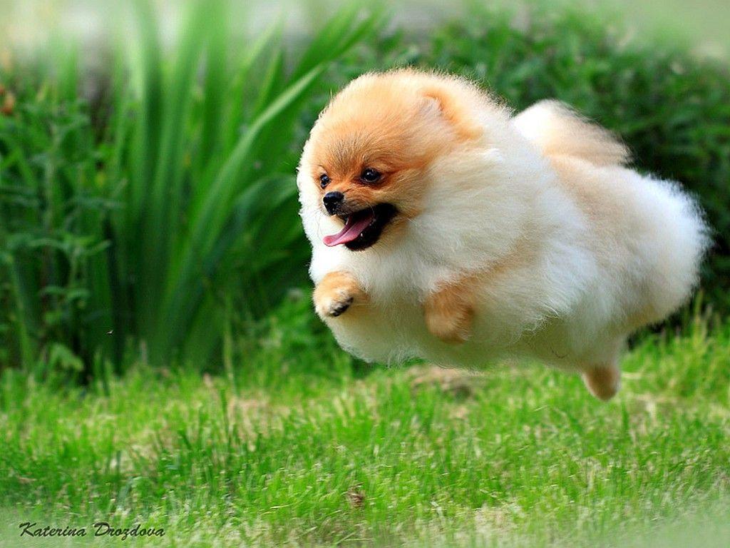 1024x768 The Future. Flying dog, Cute pomeranian, Cute puppies