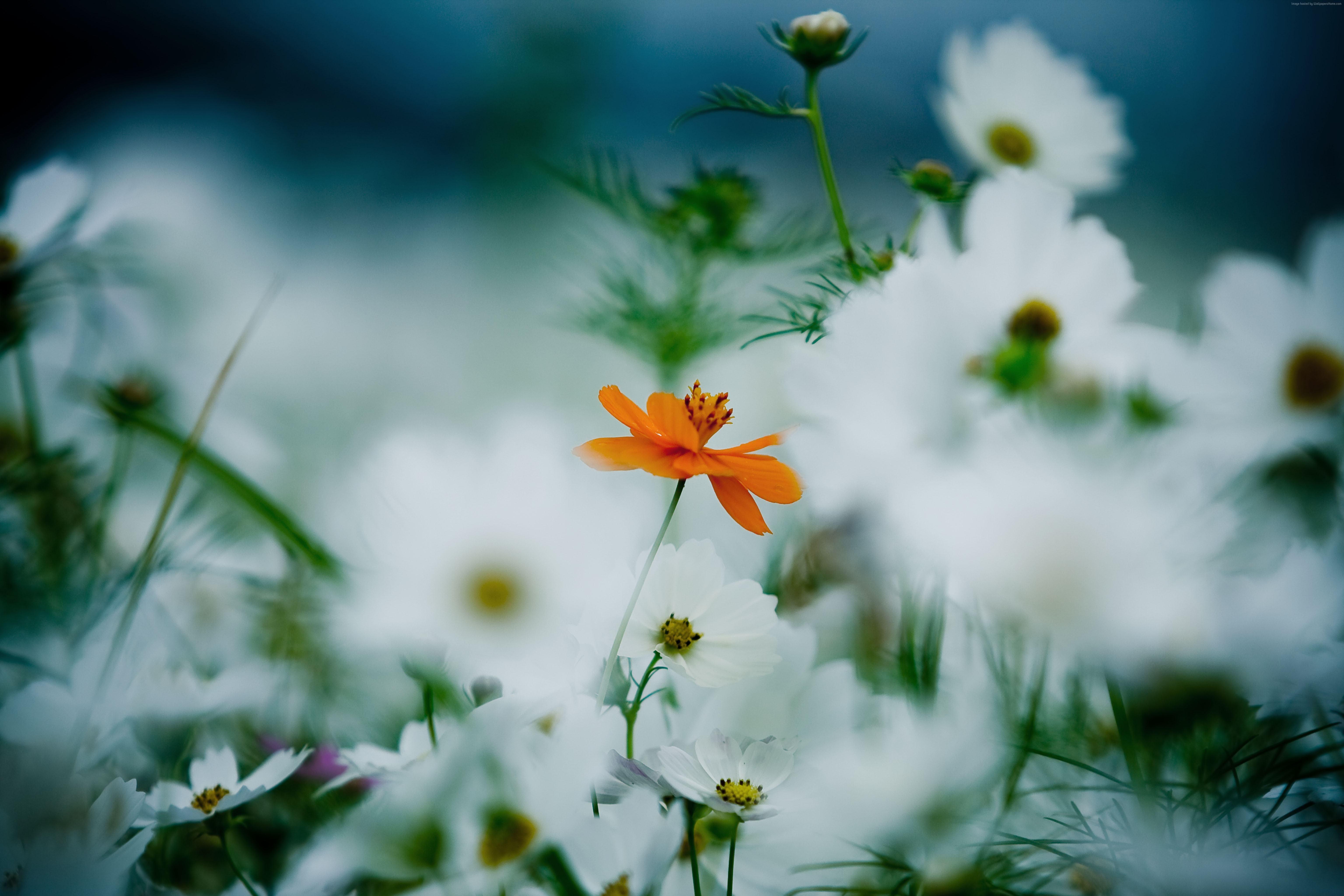 6144x4096 k, #Flowers, #daisies, k, #orange, #white, #HD wallpaper, #cosmos flower. Mocah HD Wallpaper