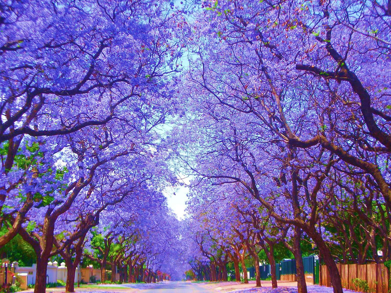 Purple Spring Wallpapers - Top Free Purple Spring Backgrounds ...