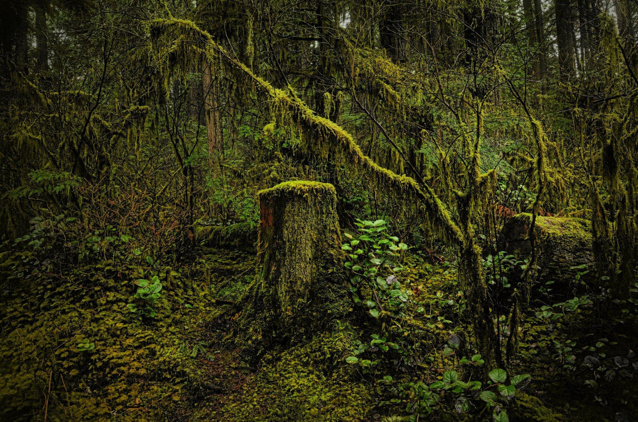 2048x1356 nature, Trees, Wood, Moss, North, Vancouver, British, Columbia, Canada, North, Vancouver, Nature, Canada, British, Columbia, Forest, Trees Wallpaper HD / Desktop and Mobile Background