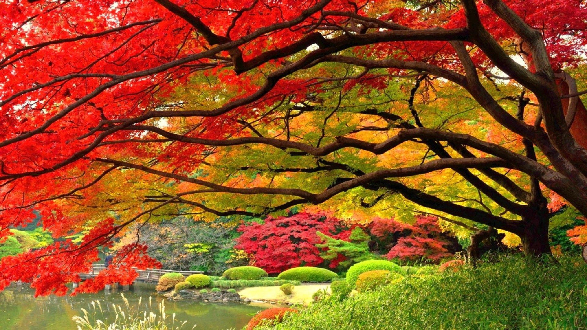 1920x1080 Other Creative Japanese Gardens Japan Love Garden Seasons Trees Autumn Dreams Stunning Colors Nature Four Fall. Beautiful gardens, Autumn landscape, Autumn garden