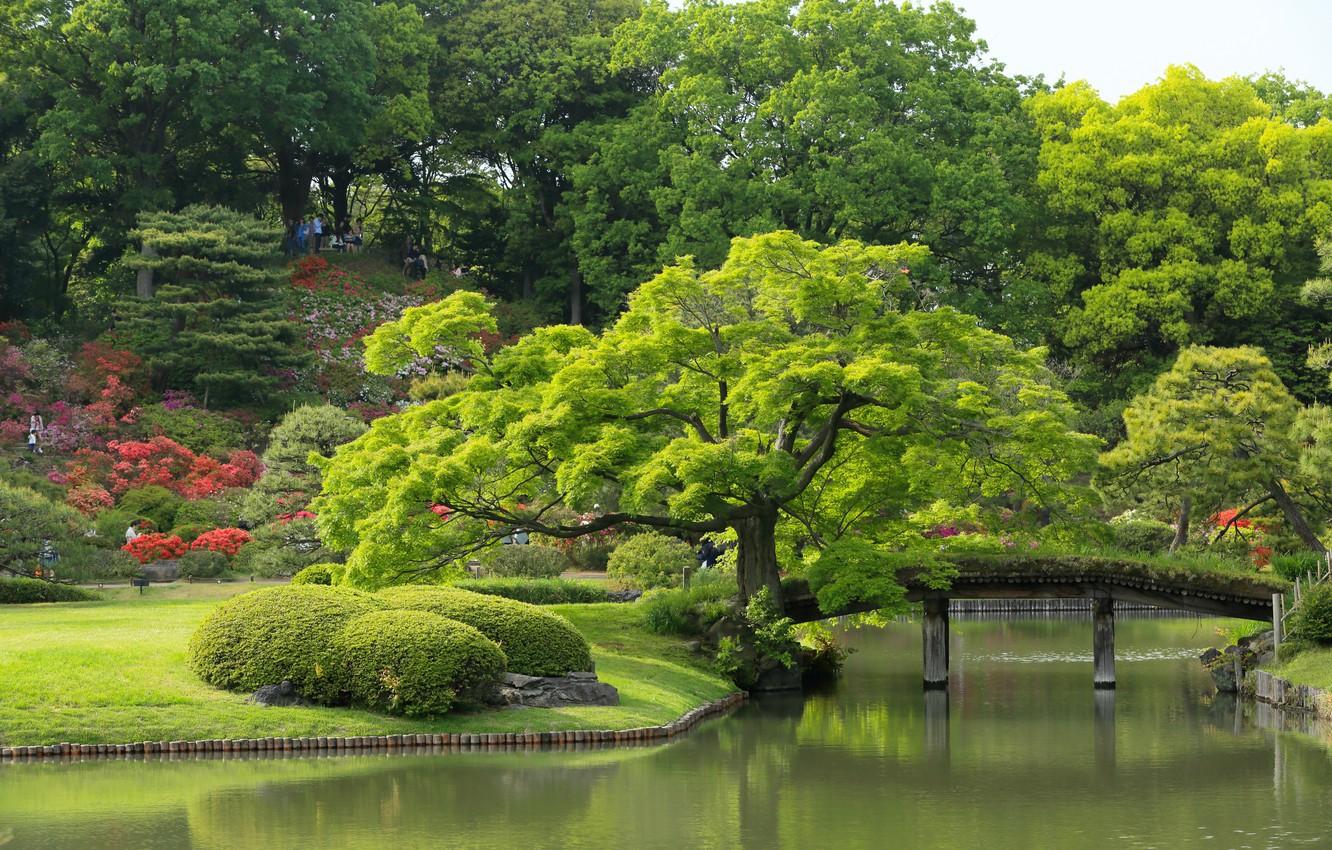 1332x850 Wallpaper trees, Japan, Tokyo, Tokyo, Japan, the bridge, pond, Japanese garden, Rikugien Garden, Garden Rikugien image for desktop, section пейзажи