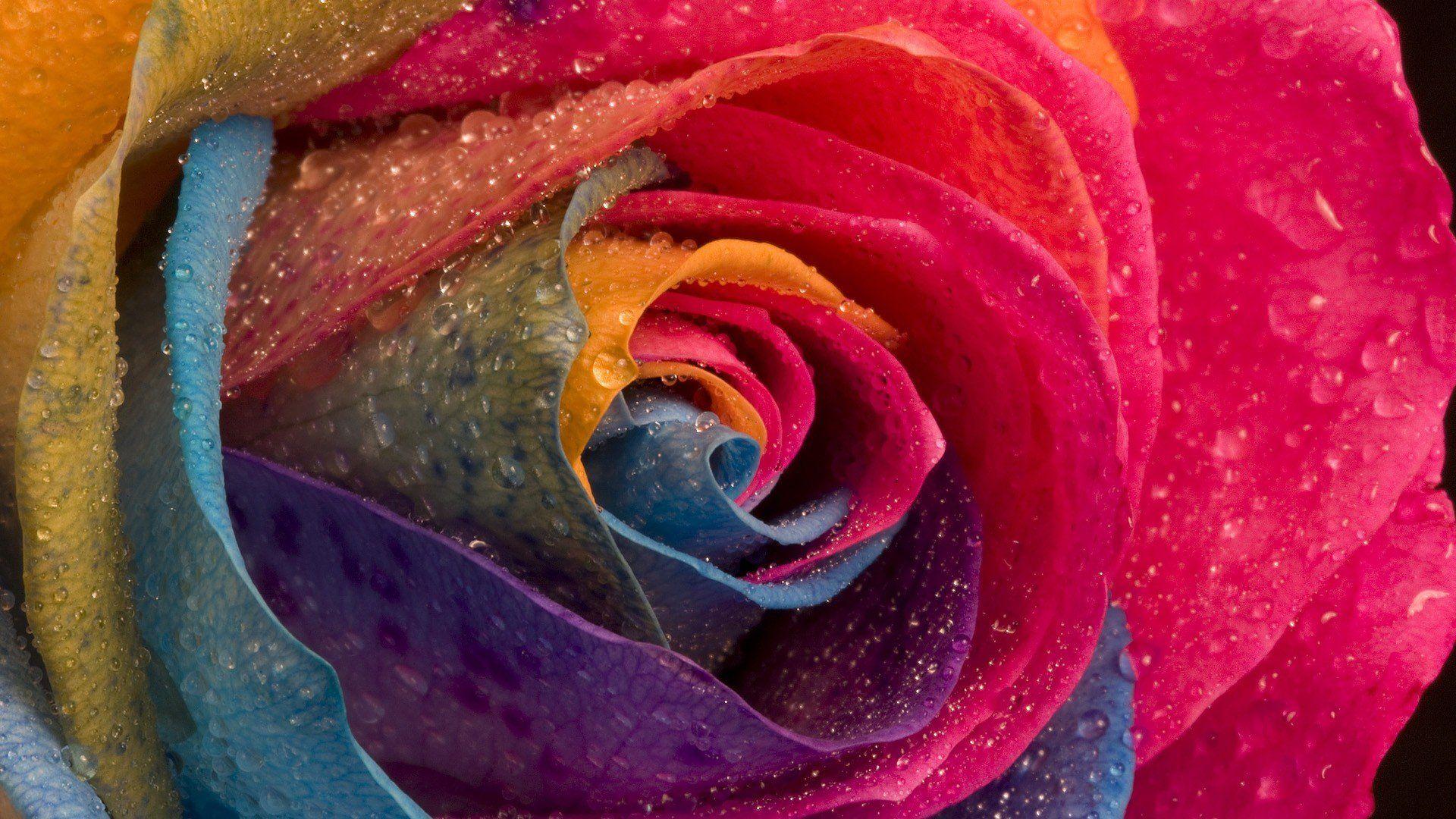 Colorful Roses Desktop Wallpapers - Top Free Colorful Roses Desktop