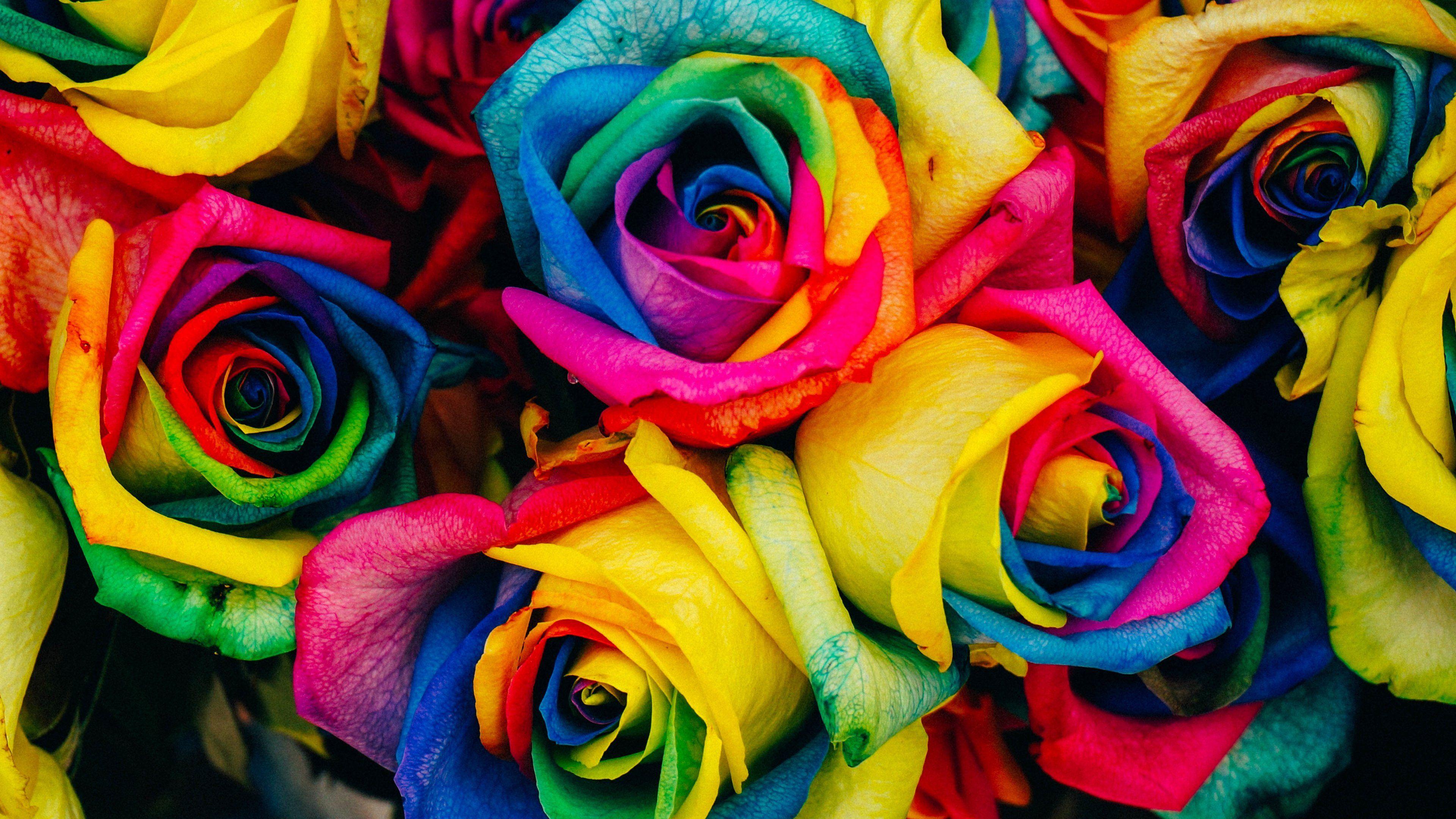 3840x2160 Rainbow Roses Wallpaper & Desktop Background