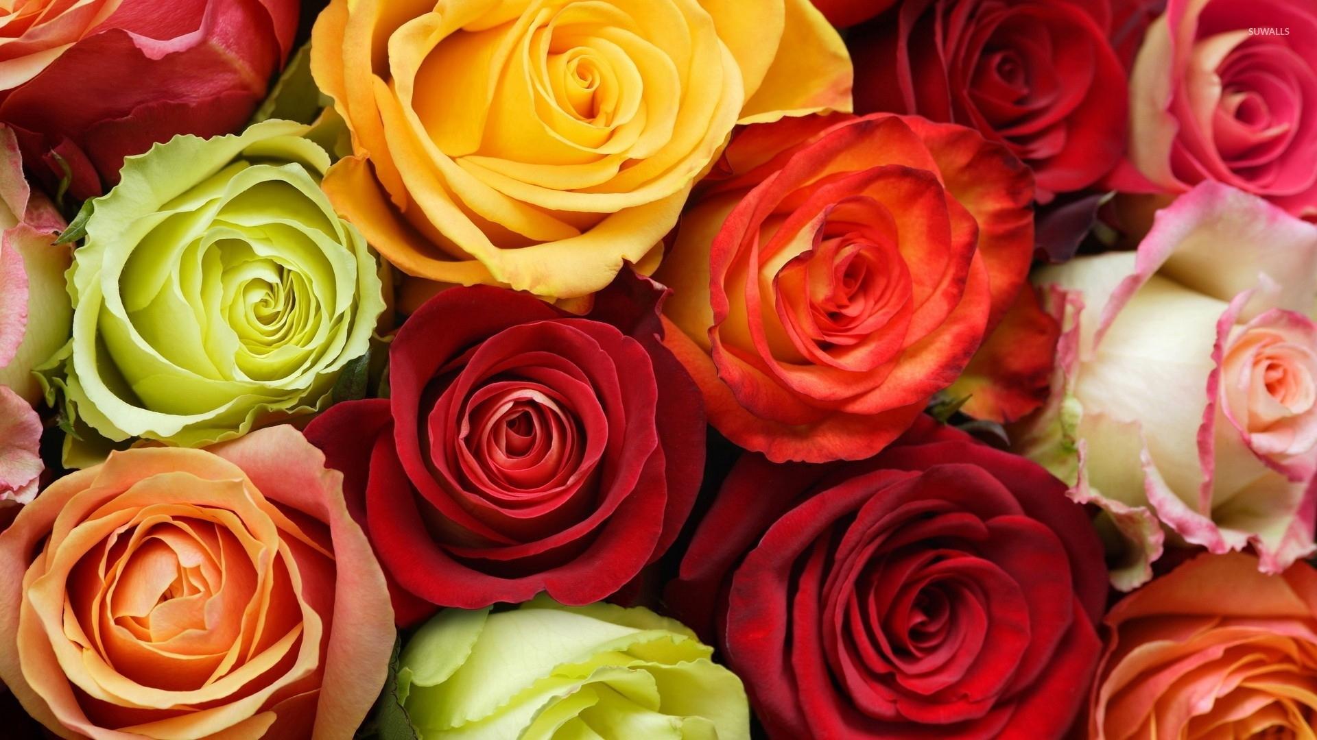 Colorful Roses Desktop Wallpapers Top Free Colorful Roses Desktop