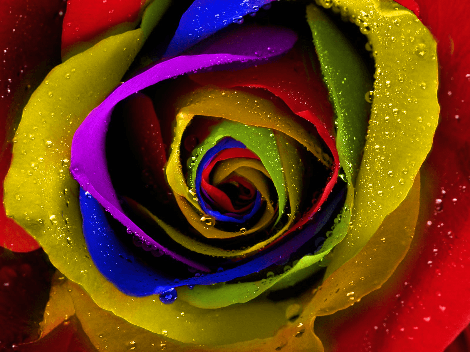 Colorful Roses Desktop Wallpapers Top Free Colorful Roses Desktop Backgrounds Wallpaperaccess