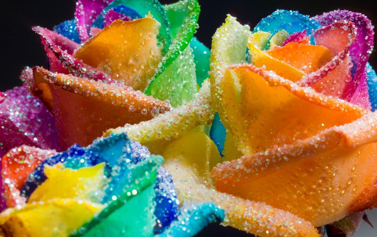 1212x760 Beautiful Happy Roses Rainbow Glitter Photo Gallery HD Wallpaper