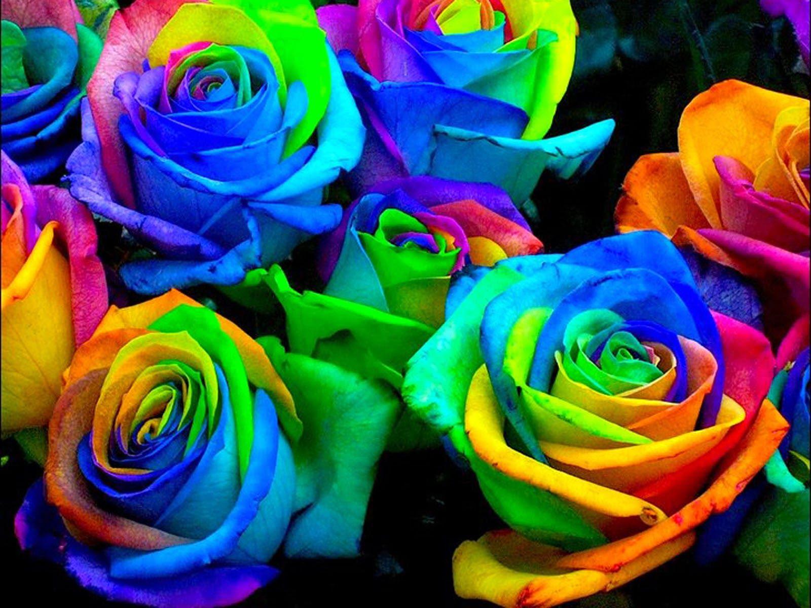 1600x1200 art picture: Colorful Rose Wallpaper