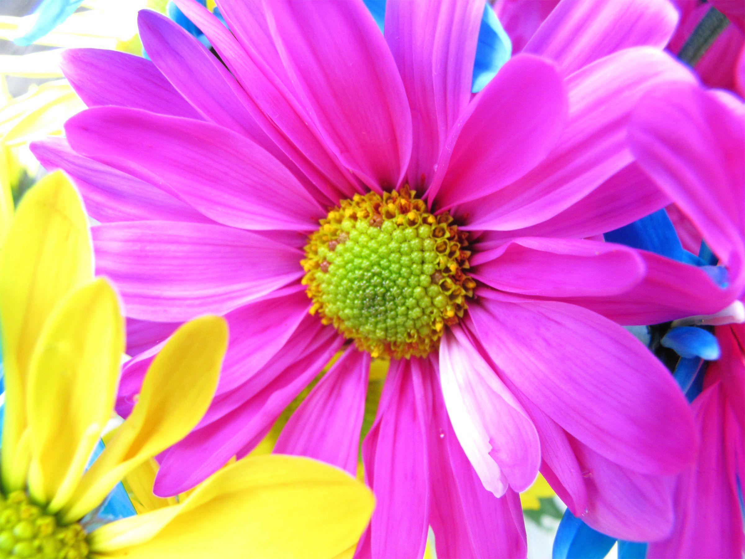 2400x1800 Color Wallpaper Download