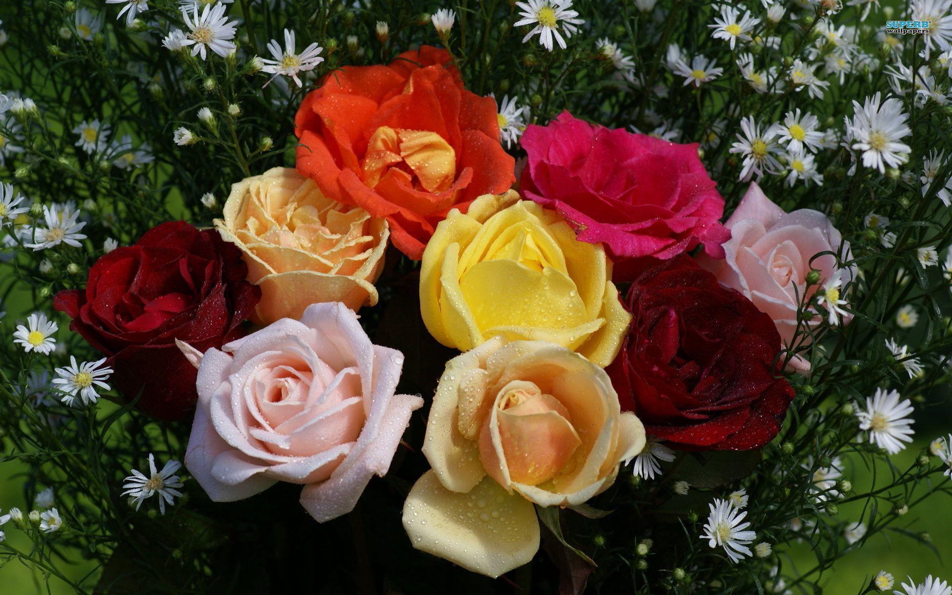 1920x1200 Colorful Rose Flower HD Desktop Wallpaper, Instagram photo