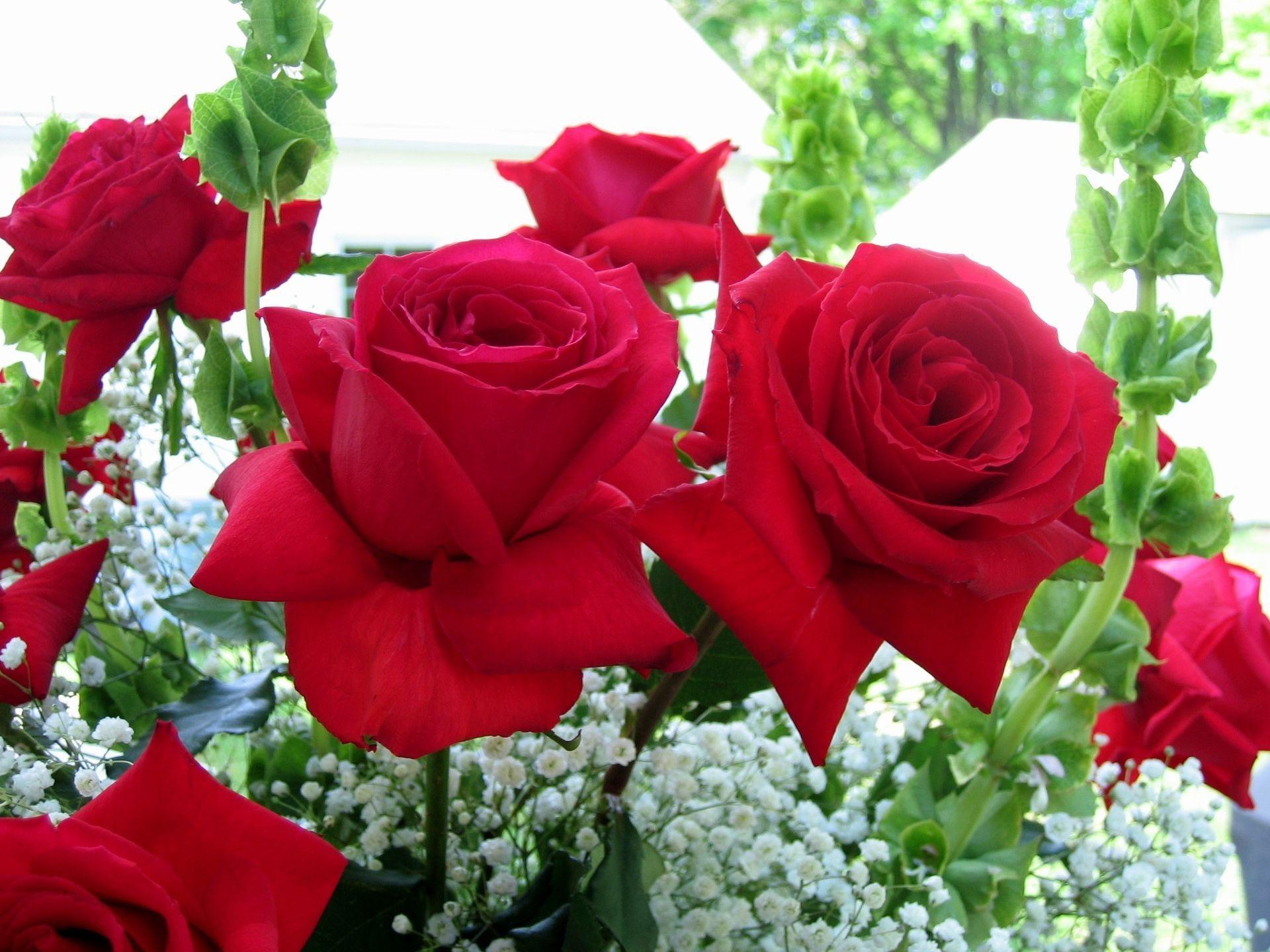 1920x1440 Roses Desktop Wallpaper background picture