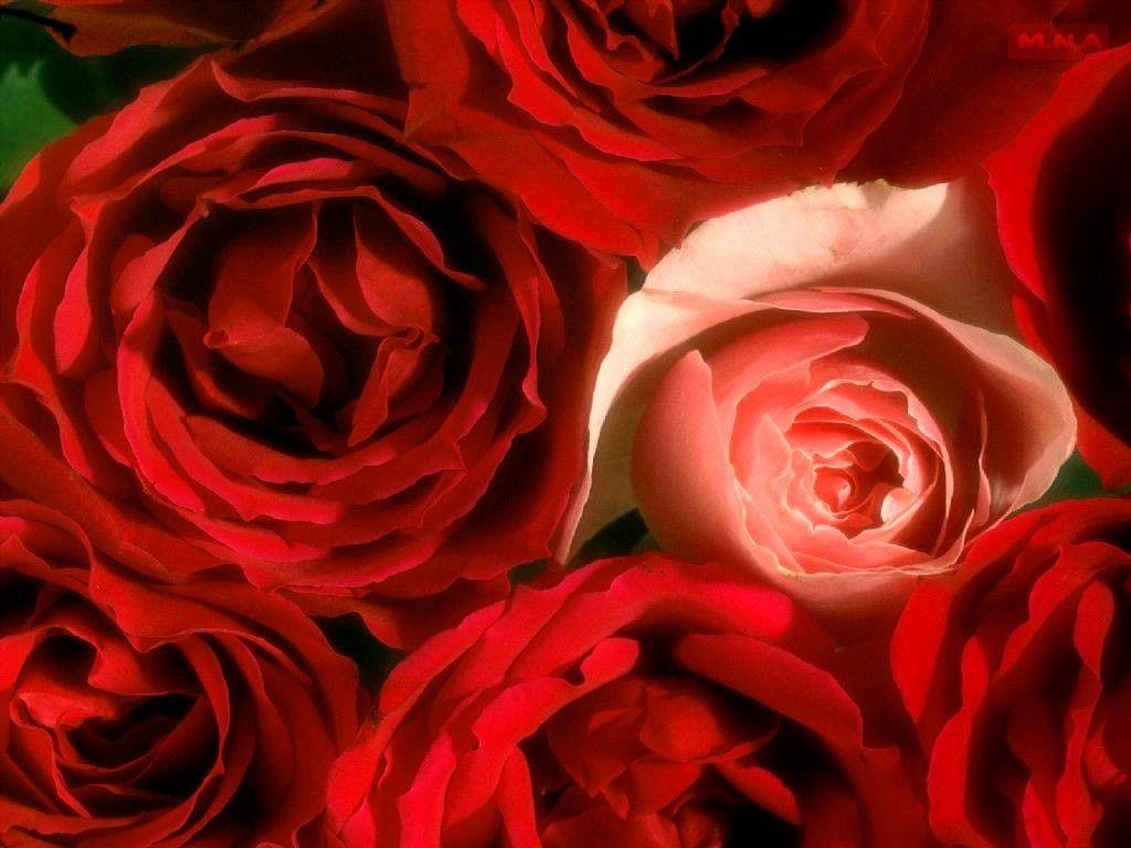 1024x768 Flowers: Flowers Flower Nature Color Rose Mna Red Colorful Pink