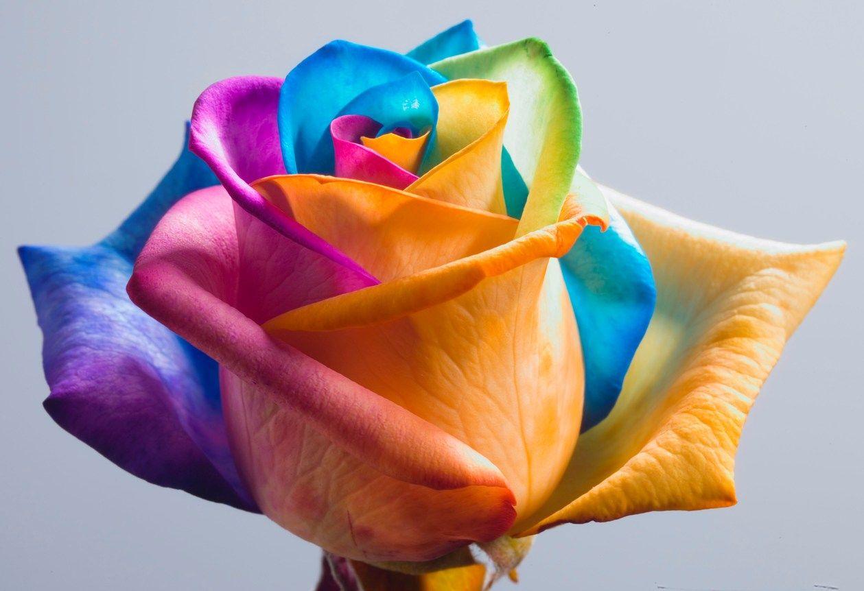 1259x862 Wallpaper: Rainbow roses