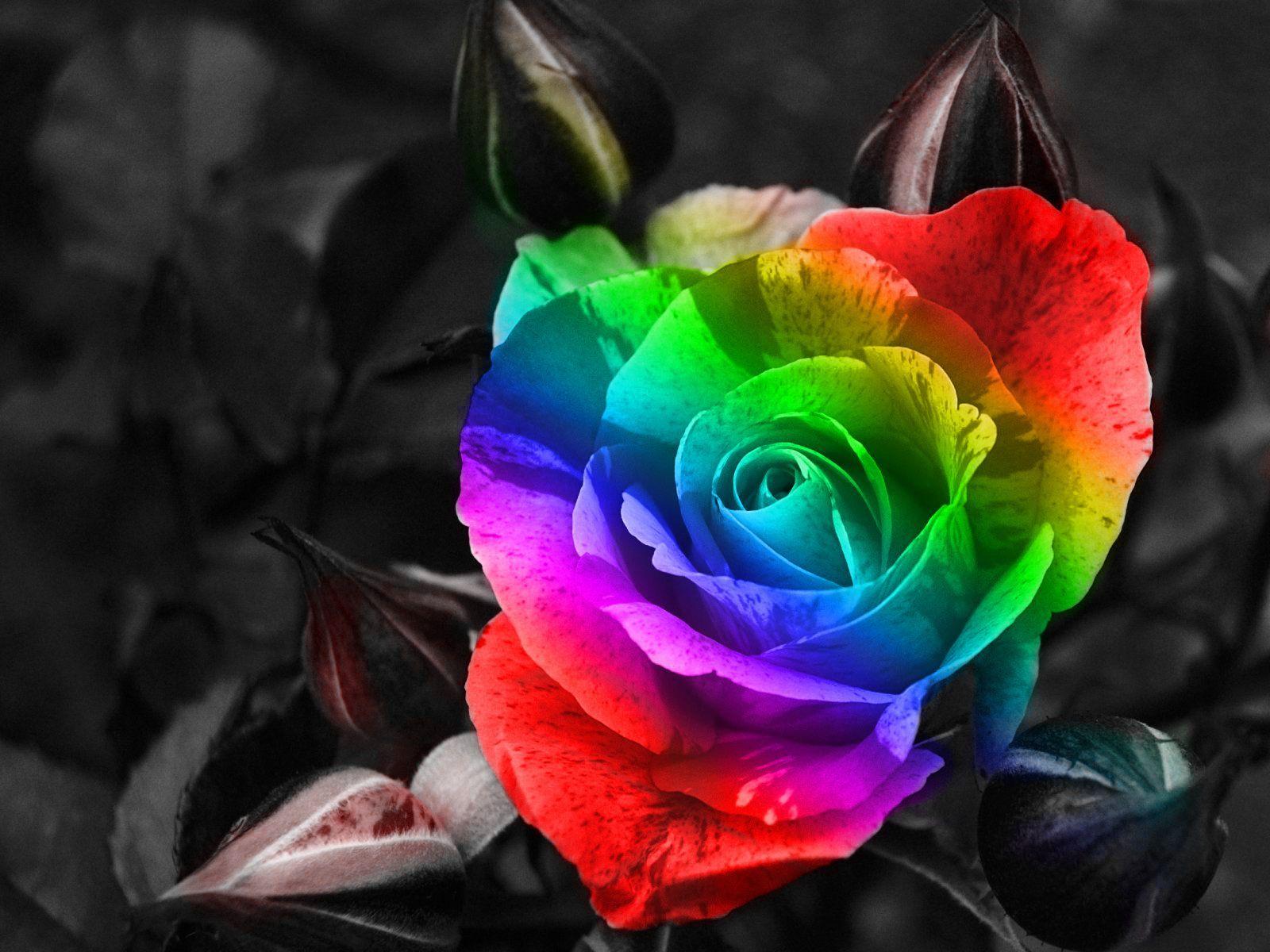 1600x1200 Beautiful Rose Flower Wallpaper Background. Rose