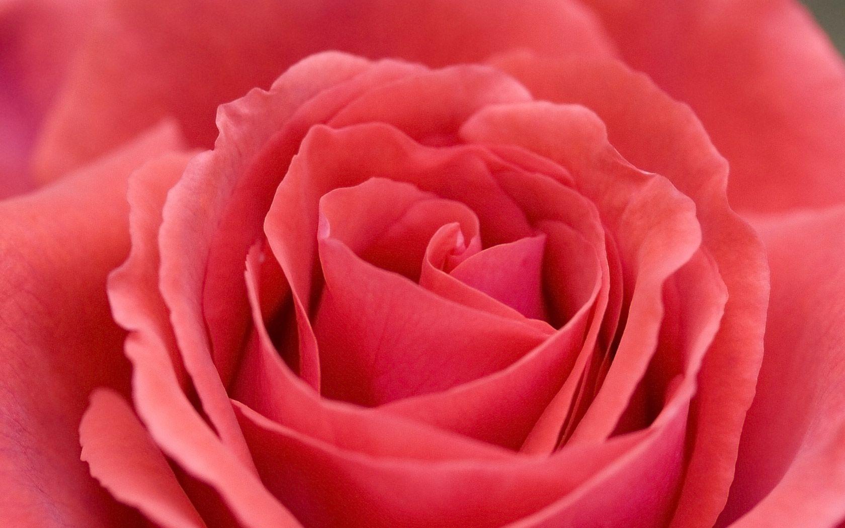 1680x1050 1680x1050px Rose Flower Background
